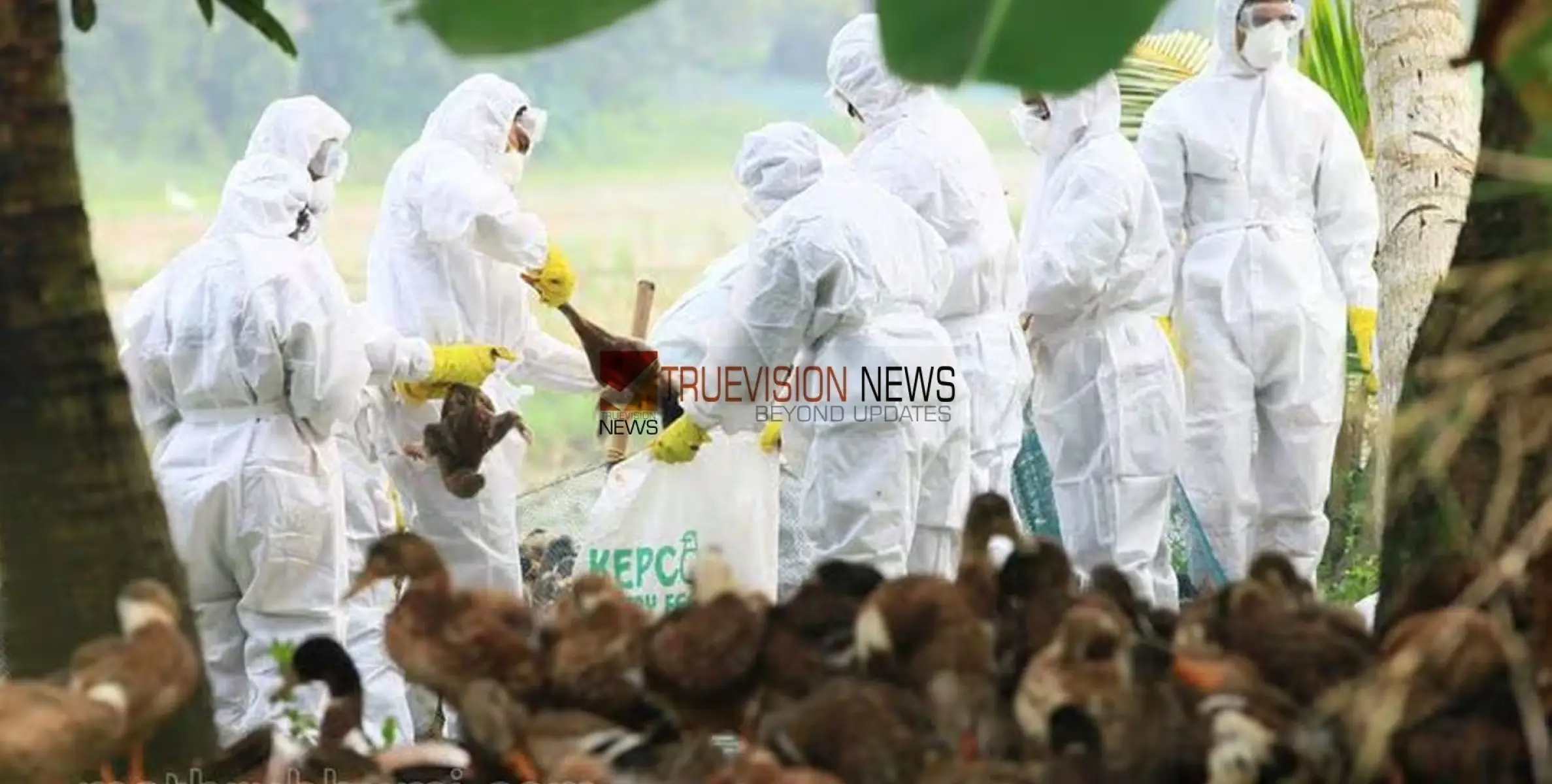 #Birdflu | പക്ഷിപ്പനിബാധിത മേഖലകളിൽ കടുത്ത നിയന്ത്രണമേർപ്പെടുത്തി സർക്കാർ 