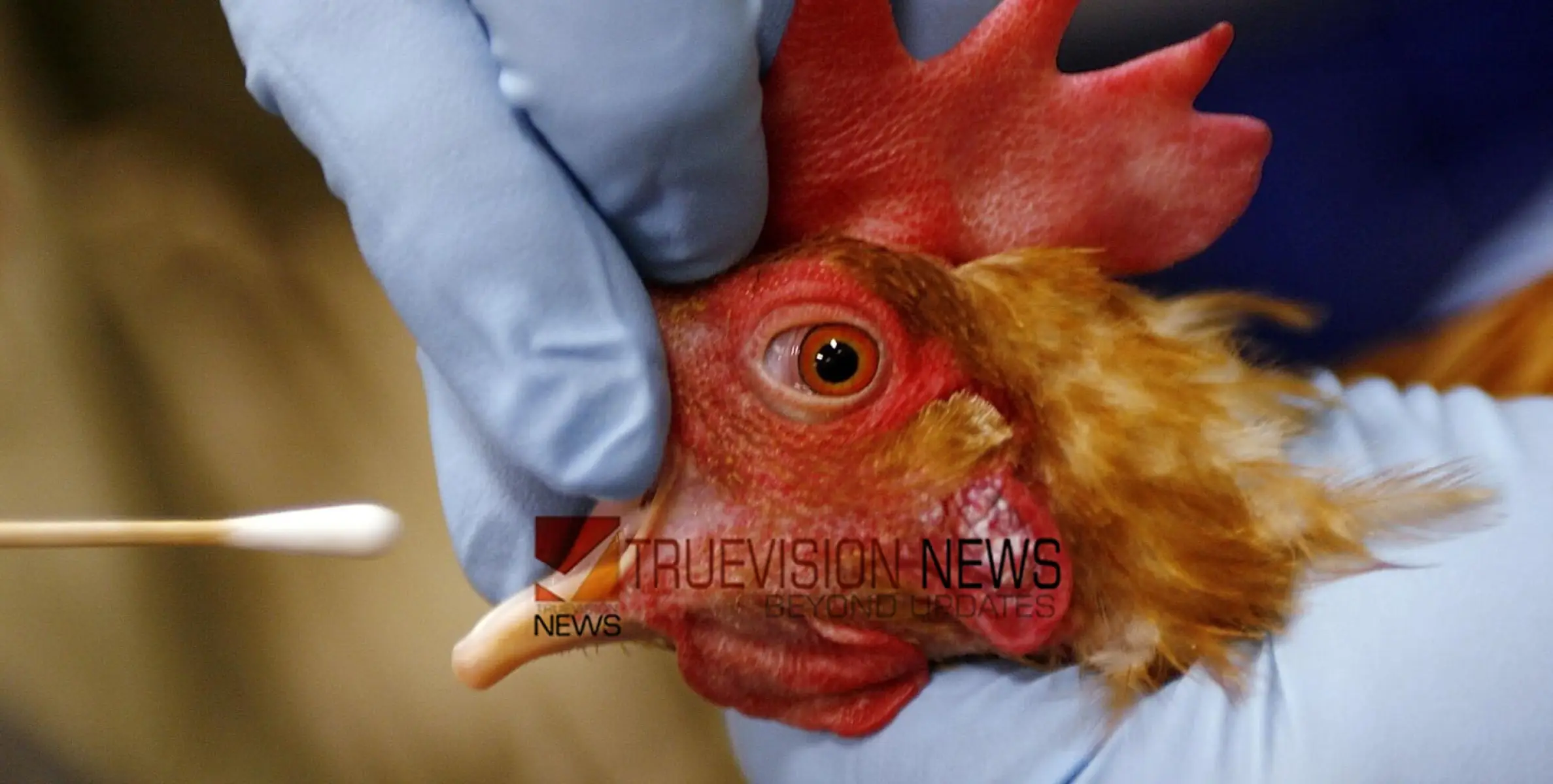 #birdflu | പക്ഷിപ്പനി; നാല് ജില്ലകളിൽ കടുത്ത നിയന്ത്രണം 