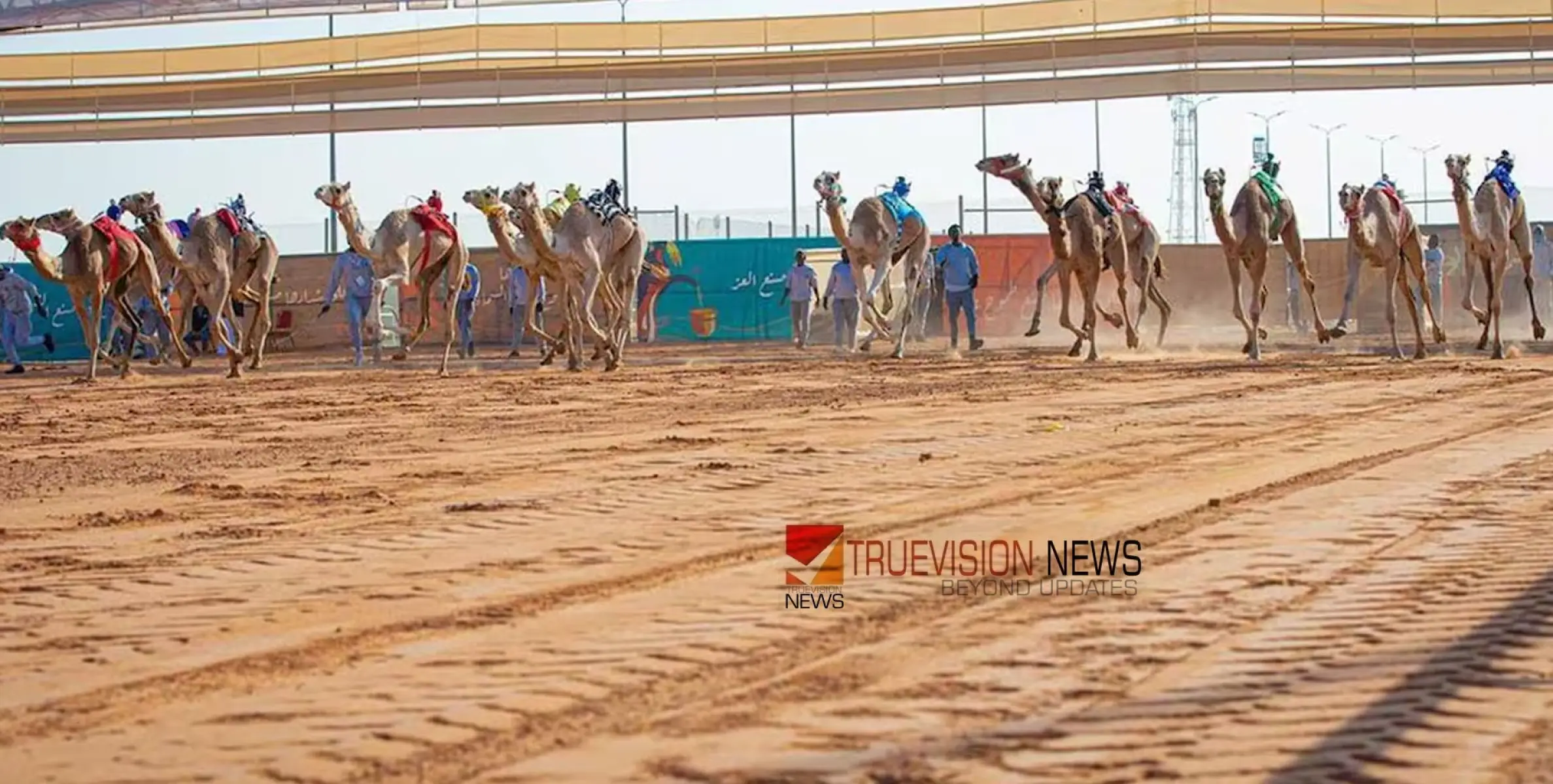 #camel | ഒട്ടക ഓട്ടത്തിൽ സൗദി വനിതകളുടെ പങ്കാളിത്തം വർധിക്കുന്നു