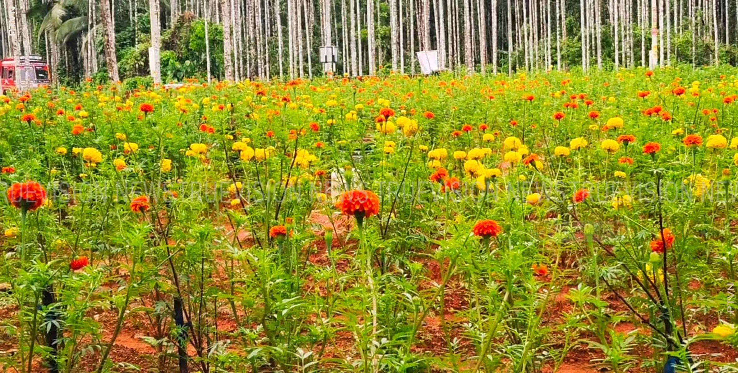 പേരാമ്പ്ര ഫ്ളവേഴ്സ് പുഷ്പ കൃഷിയുടെ വിളവെടുപ്പ് നടത്തി