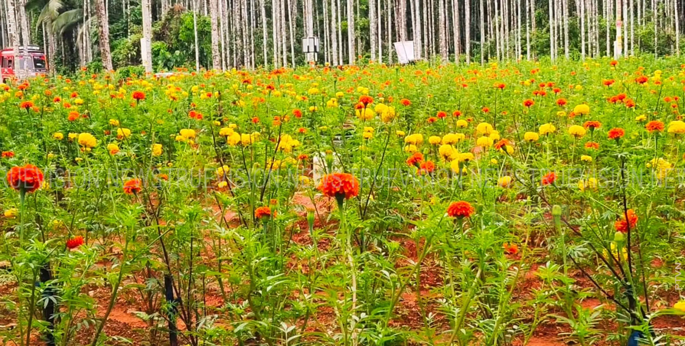 പേരാമ്പ്ര ഫ്ളവേഴ്സ് പുഷ്പ കൃഷിയുടെ വിളവെടുപ്പ് നടത്തി