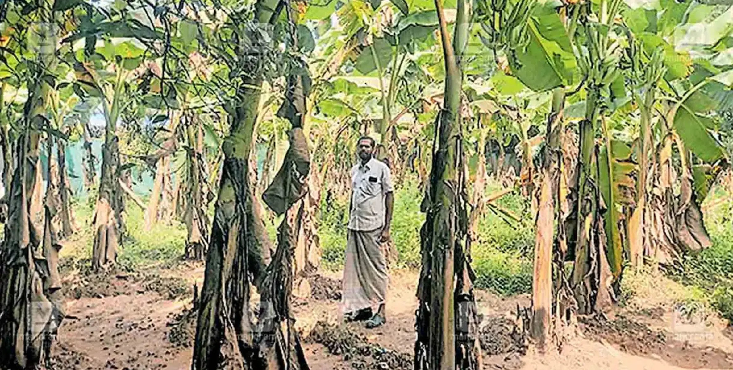 #bananaplantation | വാഴത്തോട്ടത്തിലെ പുതിയ താരം; മ‍ഞ്ചേരിക്കുള്ളൻ: എട്ടാം മാസം വിളവെടുപ്പു നടത്താം 