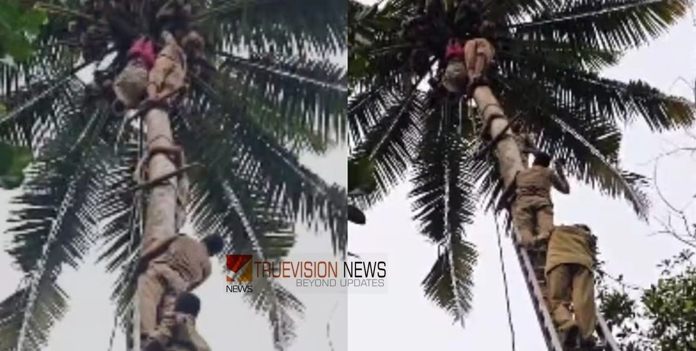 #rescue | തെങ്ങിന്‍മുകളില്‍ തലകീഴായി കുടുങ്ങിയ യുവാവിനെ അതിസാഹസികമായി രക്ഷപ്പെടുത്തി