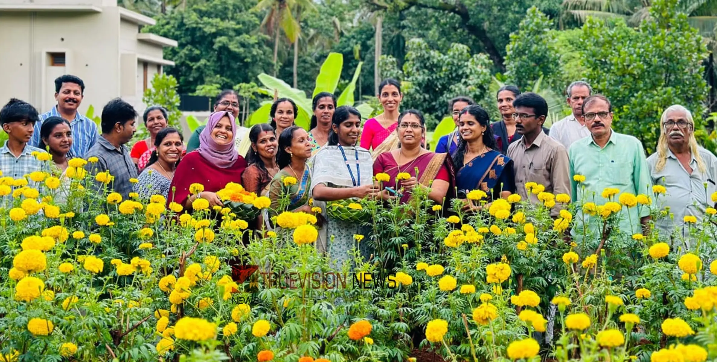 #Thuneriagrariankarmasena | ചെണ്ടുമല്ലി പൂത്തു; തൂണേരി കാർഷിക കർമ്മ സേന തീർത്തത് വസന്തം