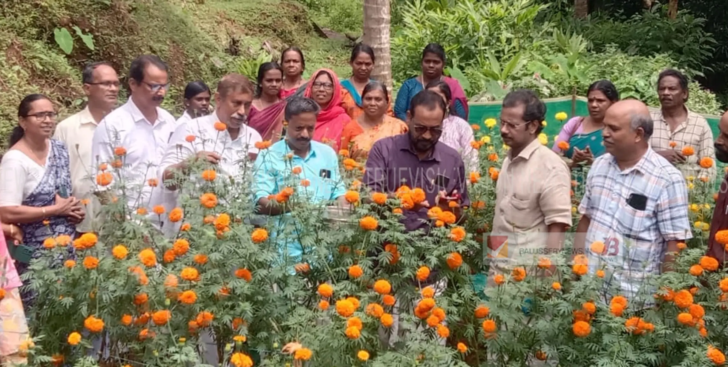 നടുവണ്ണൂർ ഗ്രാമപഞ്ചായത്ത് 2024/ 25 വാർഷിക പദ്ധതി 'പൂത്താലം 2024' വിളവെടുപ്പ് ഉദ്ഘാടനം ചെയ്തു 