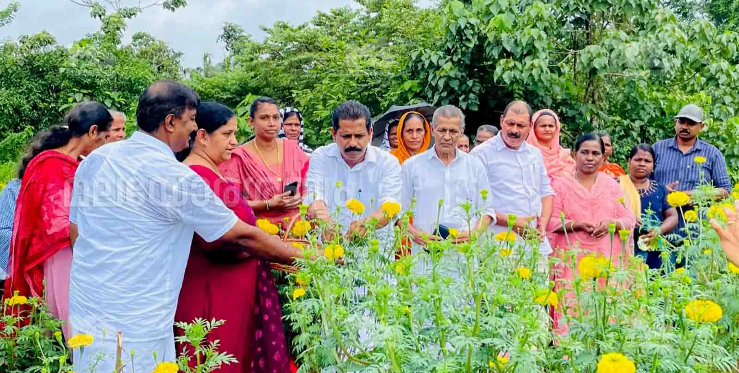 'ഓണത്തിന് ഒരുകൊട്ടപ്പൂവ്' കരിക്കോട്ടക്കരിയിൽ ചെണ്ടുമല്ലി കൃഷി വിളവെടുപ്പ് നടത്തി 