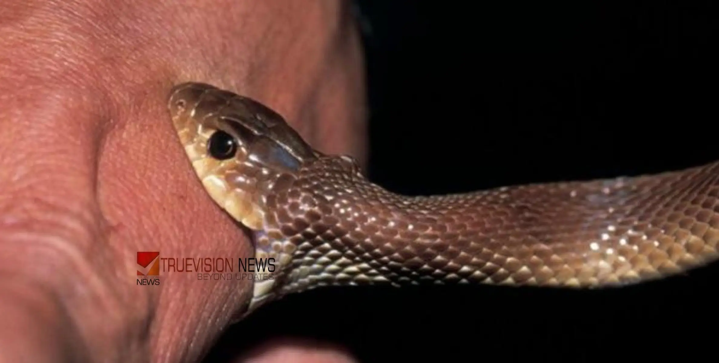 #Snakebite | അവശനിലയില്‍ ആശുപത്രിയിലെത്തി, എന്തുപറ്റിയെന്ന് പറയാന്‍ മടിച്ച് യുവാവ്; വീടുപരിശോധിച്ച പൊലീസുകാര്‍ കണ്ടത് മുറി നിറയെ വിഷ പാമ്പുകളെ 