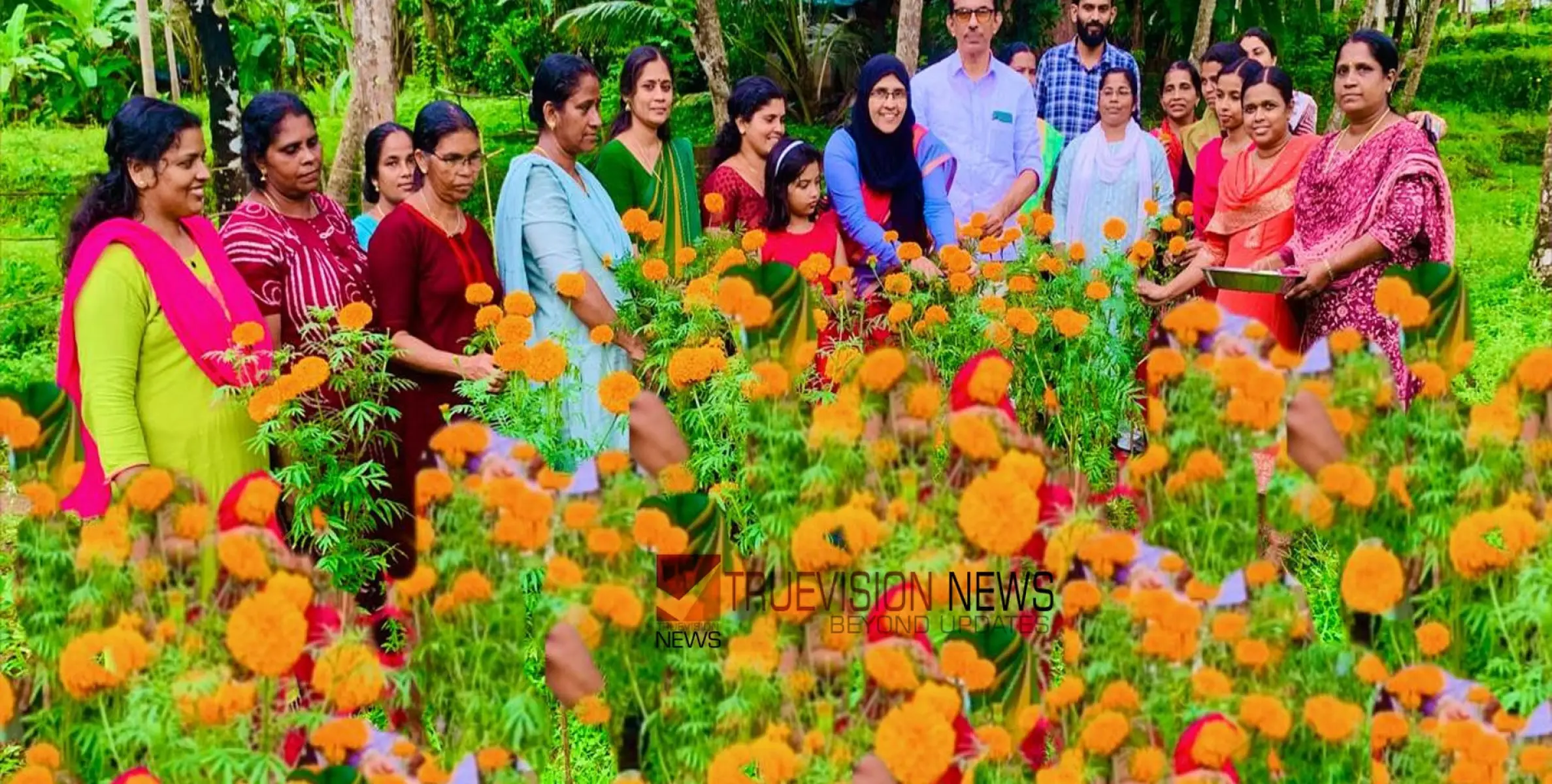 #flowerfarming | നടുപ്പൊയിലില്‍ കുടുംബശ്രീ ജെഎല്‍ജി ഗ്രൂപ്പുകളുടെ പൂകൃഷി വിളവെടുപ്പ് ഉദ്ഘാടനം ചെയ്തു 