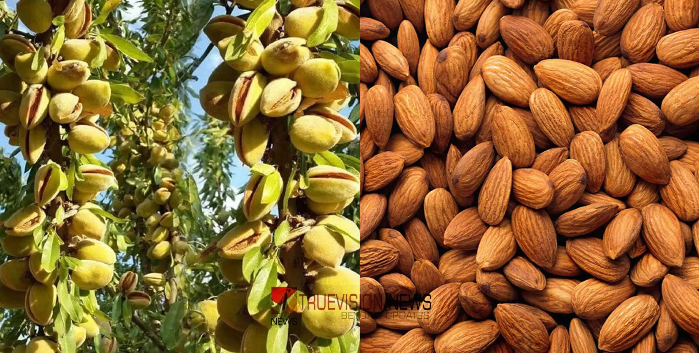  #almondcultivation | ബദാം കൃഷിയെക്കുറിച്ച് ബോധവത്കരണവുമായി കാർഷിക മന്ത്രാലയം