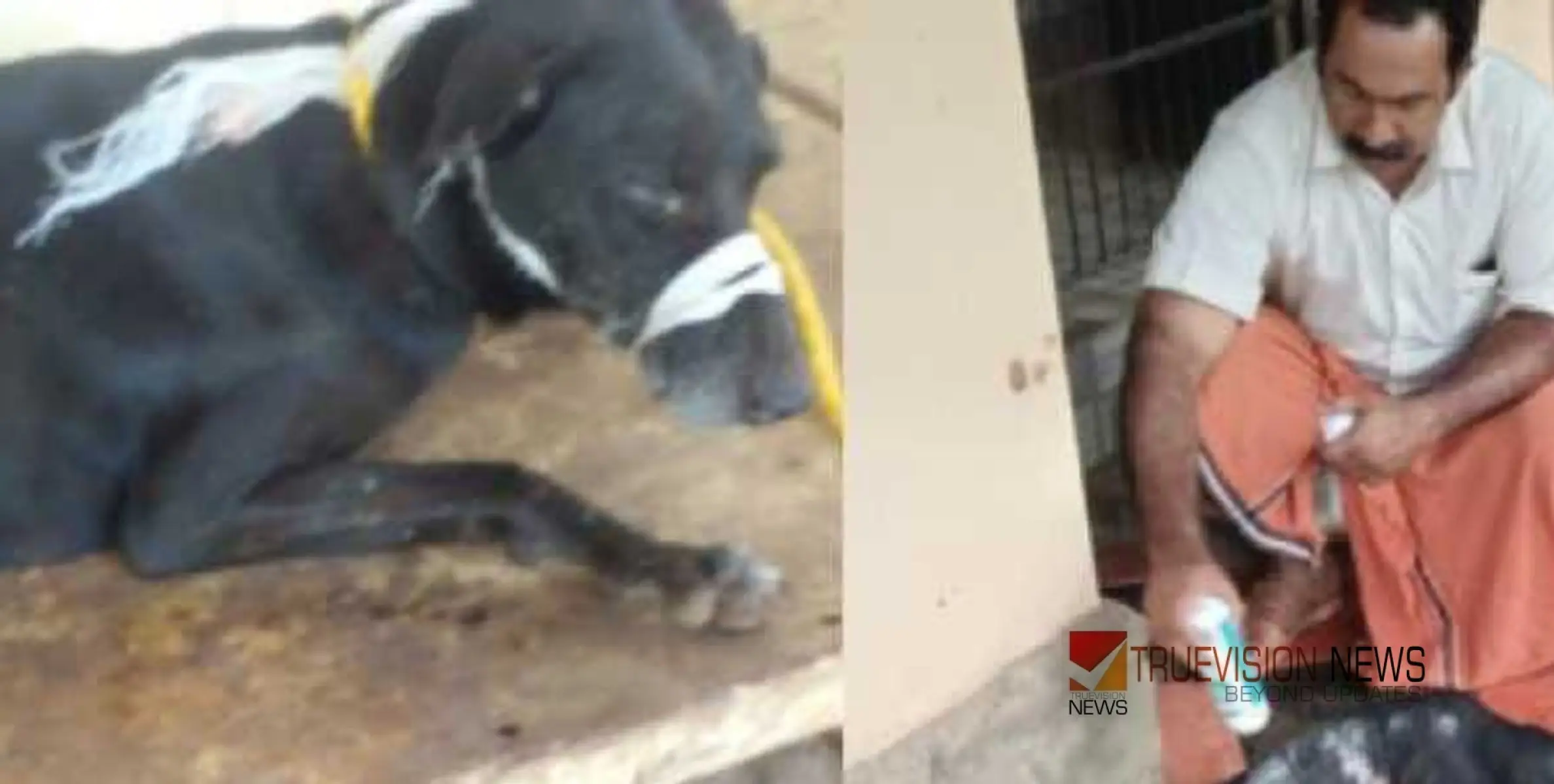 #injuredstraydog | വാഹനമിടിച്ച് നട്ടെല്ലിന് പരിക്കേറ്റ തെരുവ് നായക്ക് സാന്ത്വനമേകി യുവാവ്