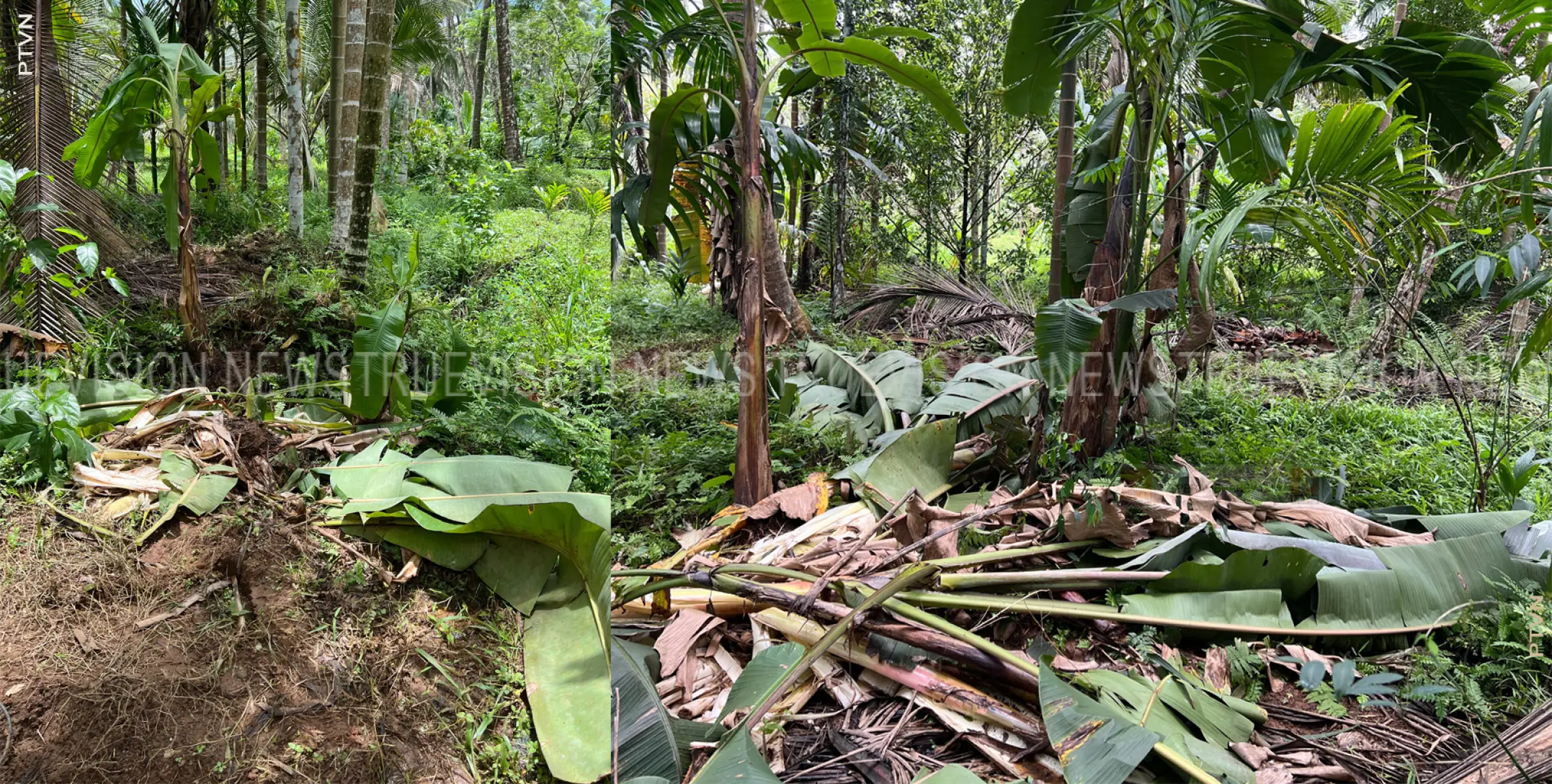 പേരാമ്പ്രയില്‍ ഭീതി സൃഷ്ടിച്ച കാട്ടാന ജനവാസ മേഖലയിലെ സ്ഥിരം സാന്നിദ്ധ്യം 