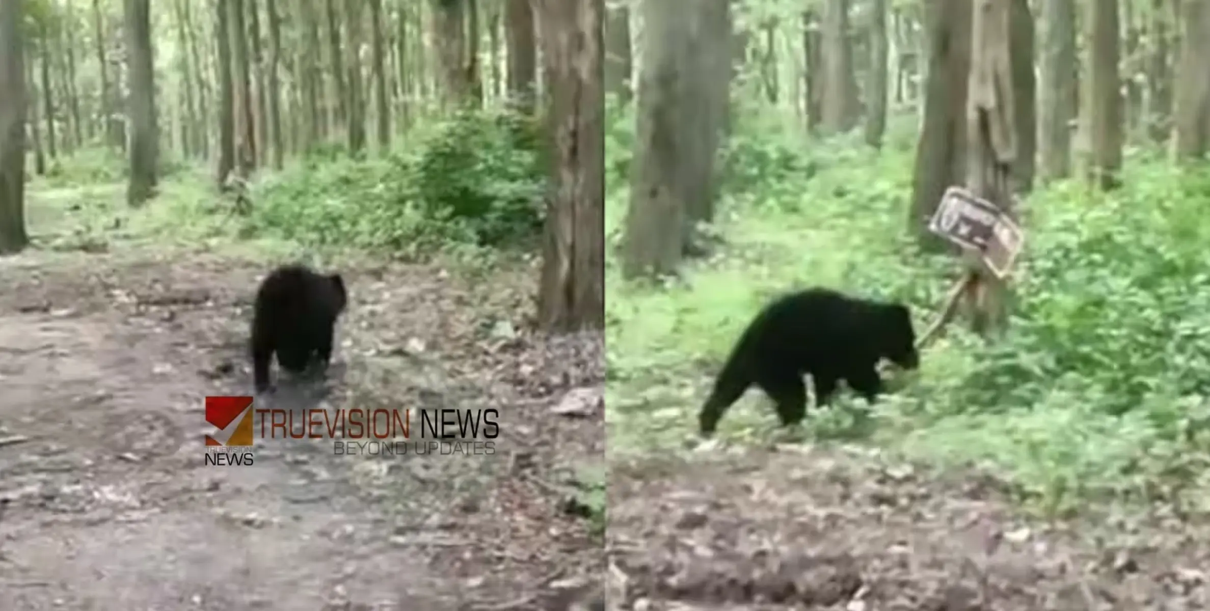 #bearattack |  തൊഴിലാളികള്‍ക്കുനേരെ പാഞ്ഞടുത്ത് കരടി; ആക്രമണത്തിൽ ഒരാള്‍ക്ക് ഗുരുതര പരിക്ക്