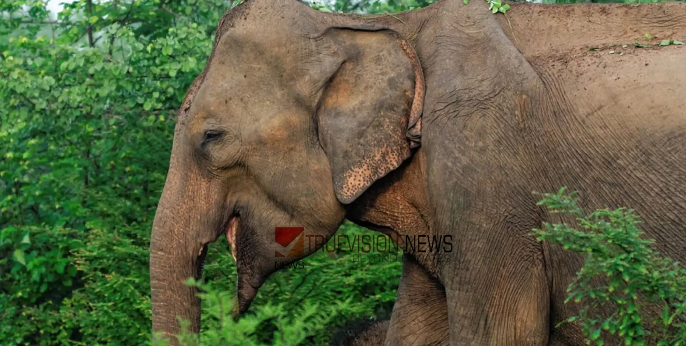 #wildelephantattack | കുടമ്പുളി പെറുക്കാനെത്തിയപ്പോൾ കാട്ടാന ആക്രമണം, ഒരാൾക്ക് പരിക്ക്