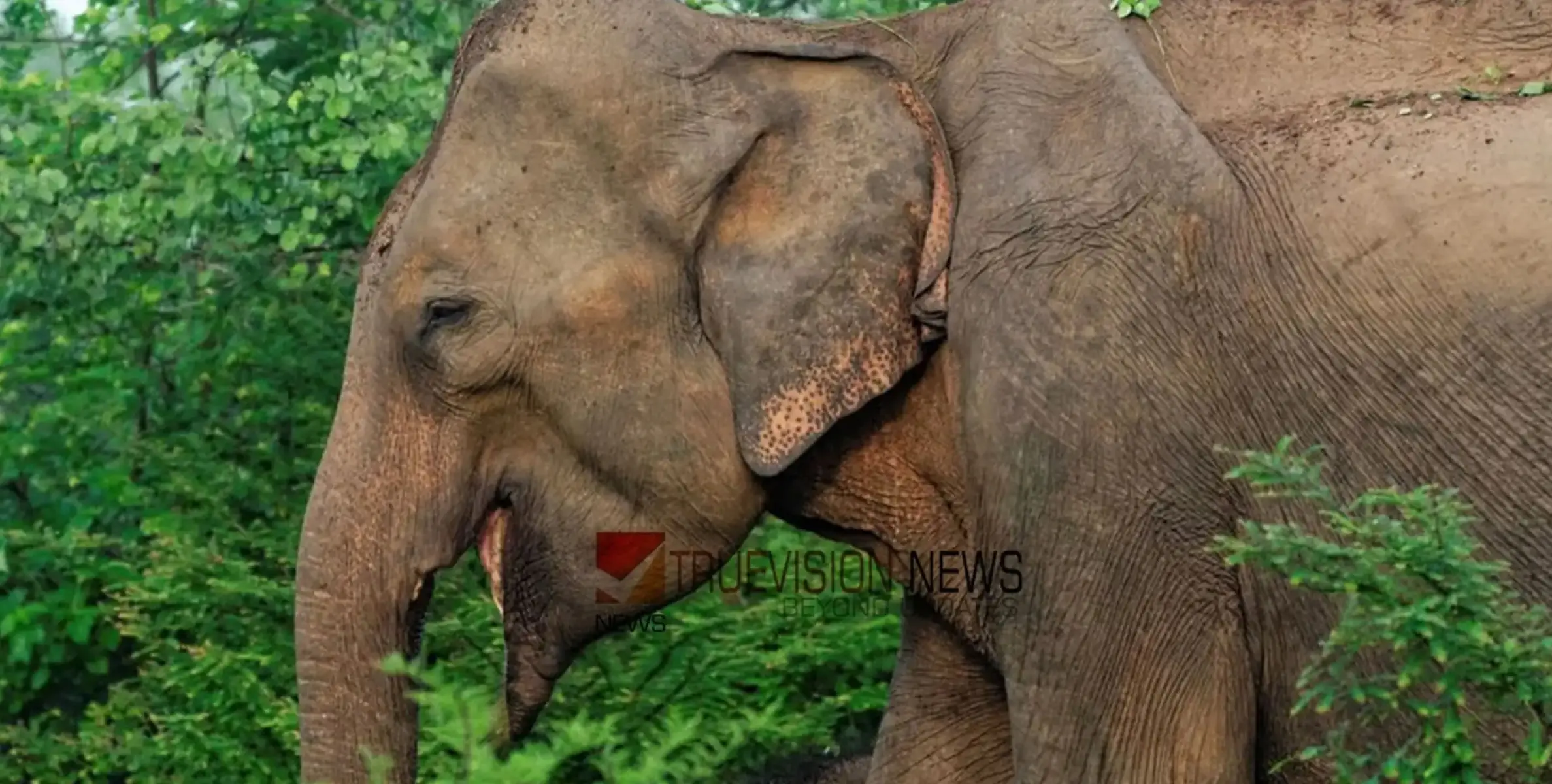 #wildelephant | കാട്ടാന ആക്രമണത്തിൽ ഒരാൾക്ക് പരിക്ക്