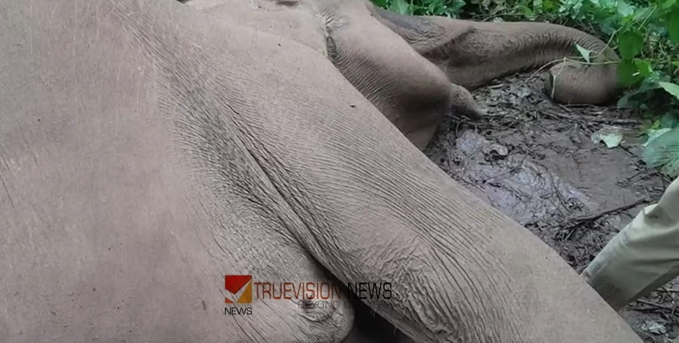 #elephantdeath | പിടിയാനയെ ചരിഞ്ഞ നിലയിൽ കണ്ടെത്തി