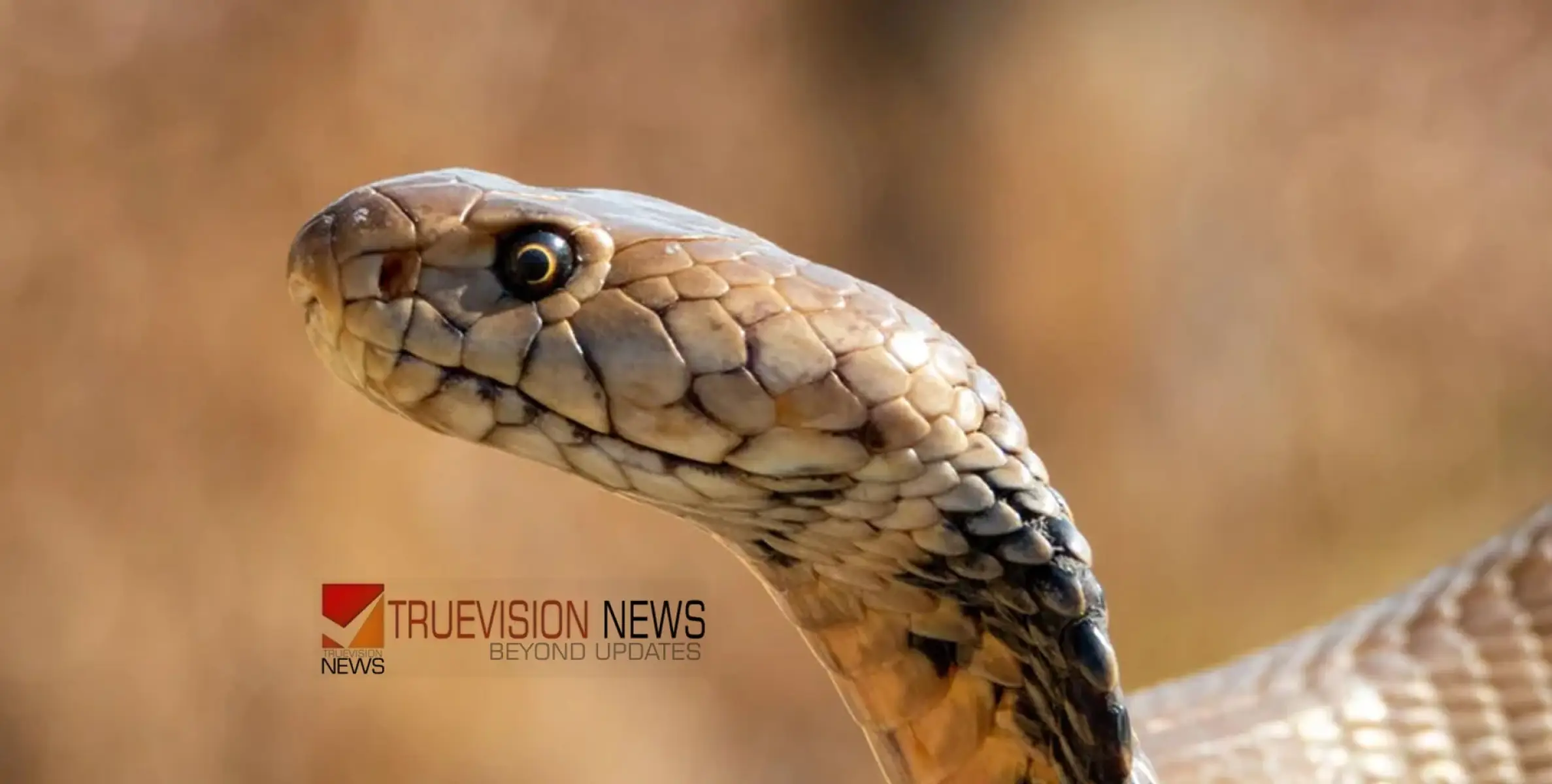 #snakebite | നടക്കാനിറങ്ങിയപ്പോൾ അബദ്ധത്തിൽ ചവിട്ടി; പിന്നാലെ പാമ്പിന്റെ കടിയേറ്റ് പൊലീസ് ഉദ്യോഗസ്ഥൻ ഗുരുതരാവസ്ഥയിൽ