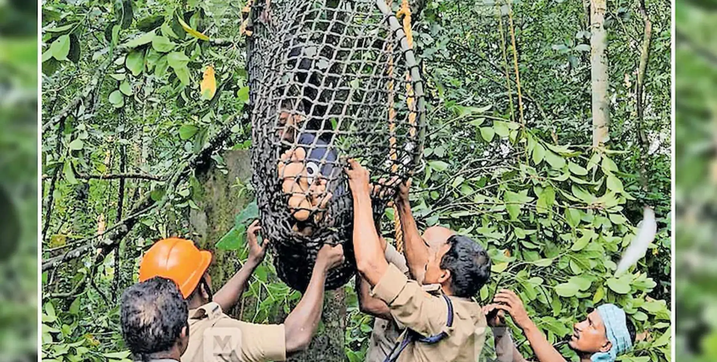 #Koothatkulam | കൂത്താട്ടുകുളത്ത് 50 അടി ഉയരമുള്ള മരത്തിൽ കുടുങ്ങിയ അതിഥിത്തൊഴിലാളിയെ രക്ഷപ്പെടുത്തി