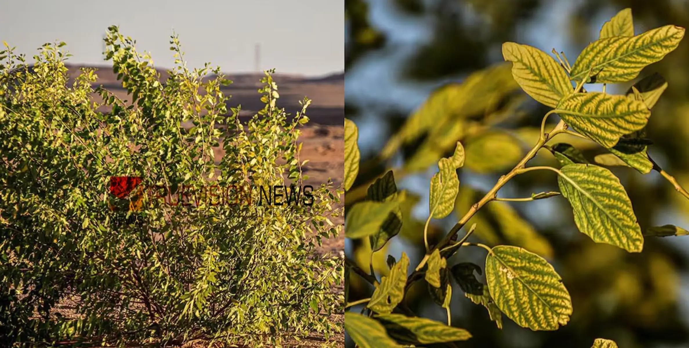 #Rareplant | അപൂർവ സസ്യത്തെ കണ്ടെത്തി