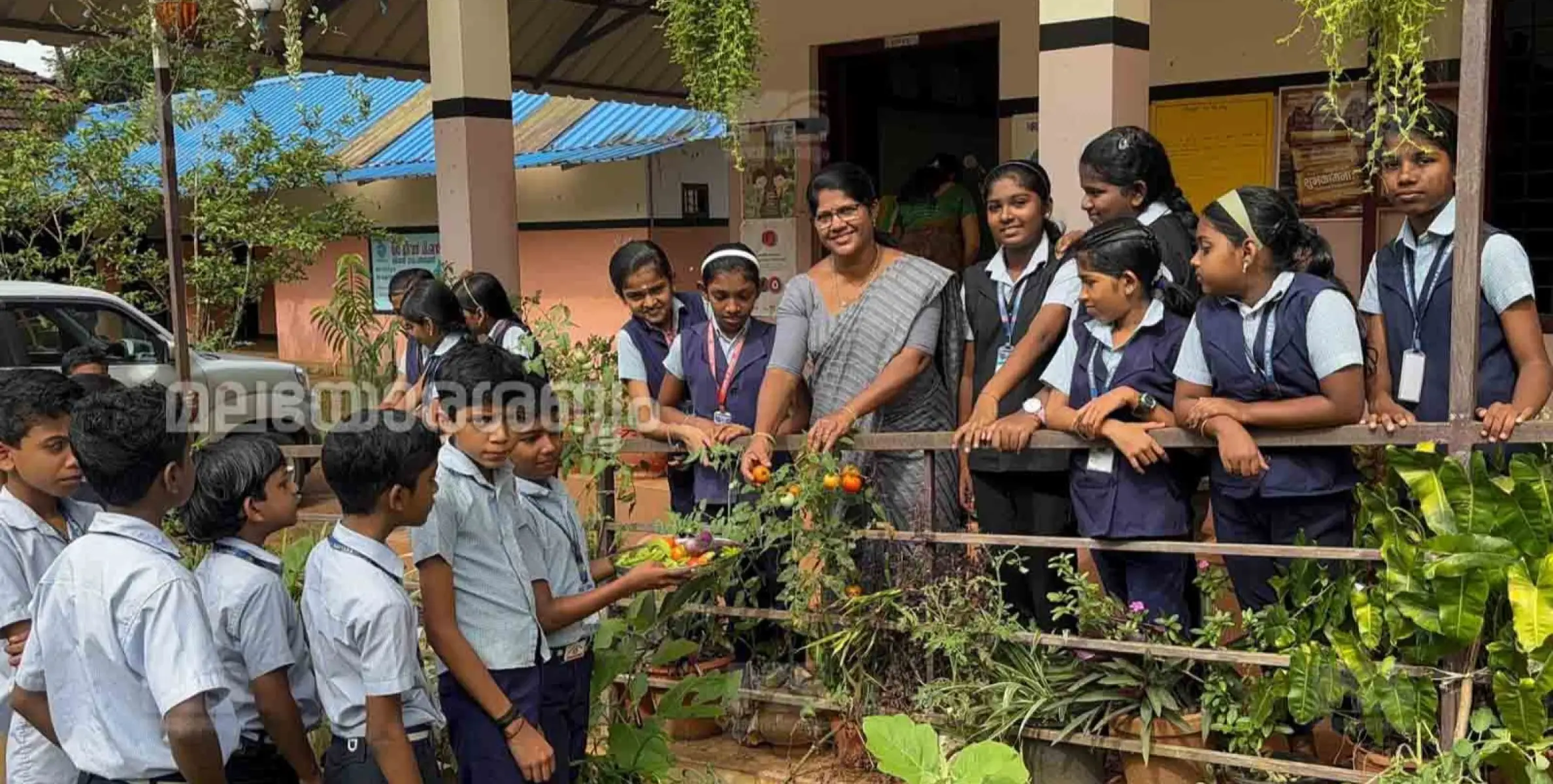 മാട്ടറ കാരീസ് യു പി സ്കൂളിൽ പച്ചക്കറി വിളവെടുപ്പുത്സവം സംഘടിപ്പിച്ചു