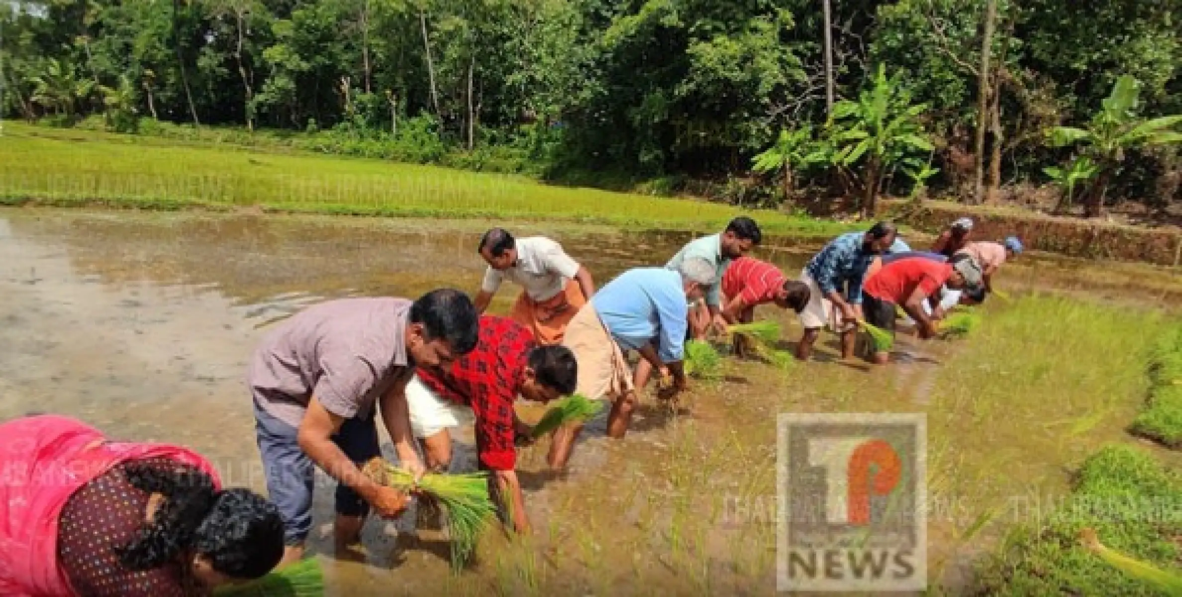 വേശാല കോമക്കരി പാടശേഖരത്തിൽ 20 ഏക്കർ രണ്ടാം വിള കൃഷി നടീൽ ഉദ്ഘാടനം സംഘടിപ്പിച്ചു