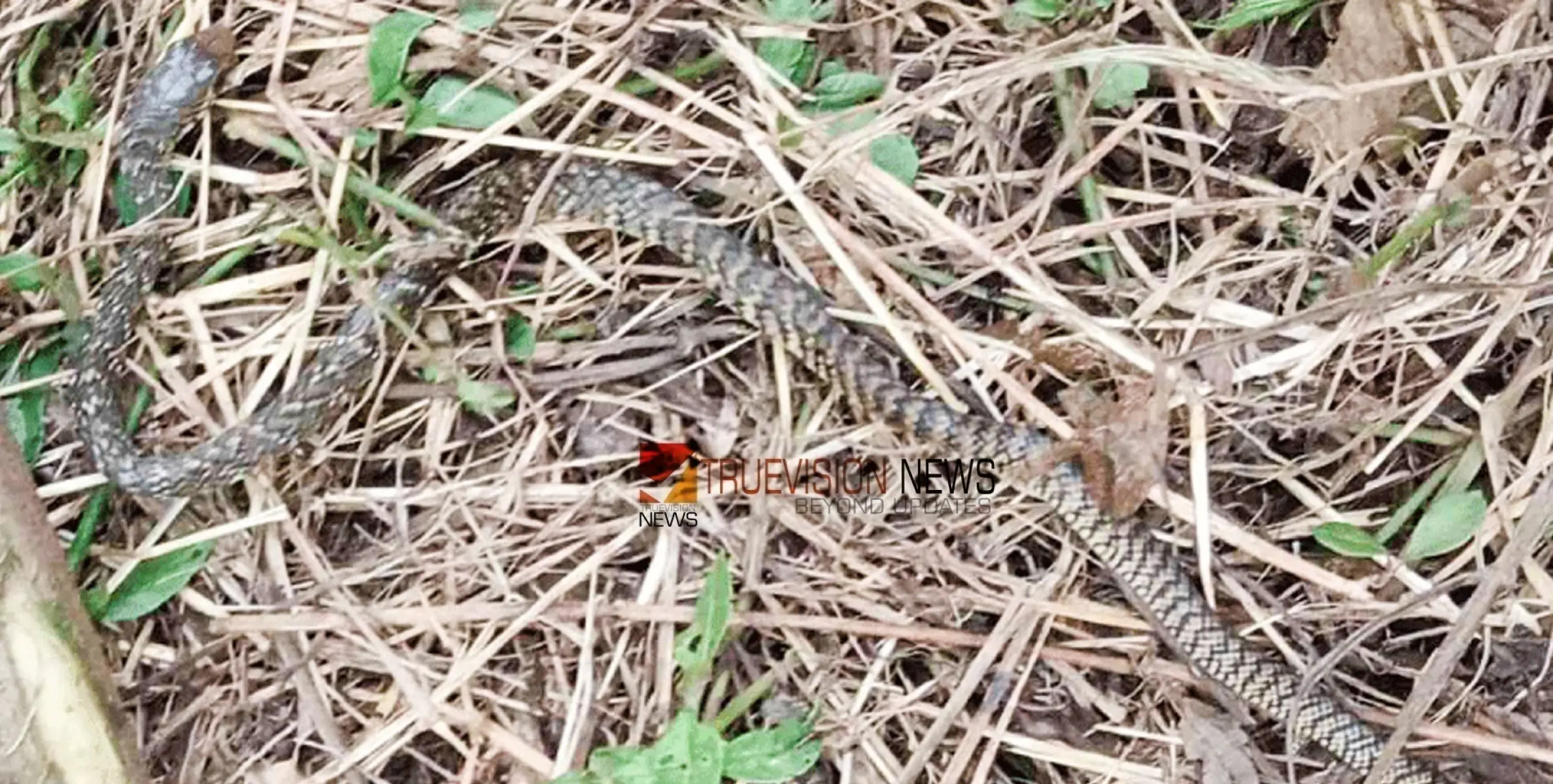 #Snake  | സ്കൂ​ട്ട​ർ ഓ​ടി​ക്കു​ന്ന​തി​നി​ടെ കൈ​യി​ലേ​ക്ക്​ ഇ​ഴ​ഞ്ഞ് ക​യ​റി പാ​മ്പ്