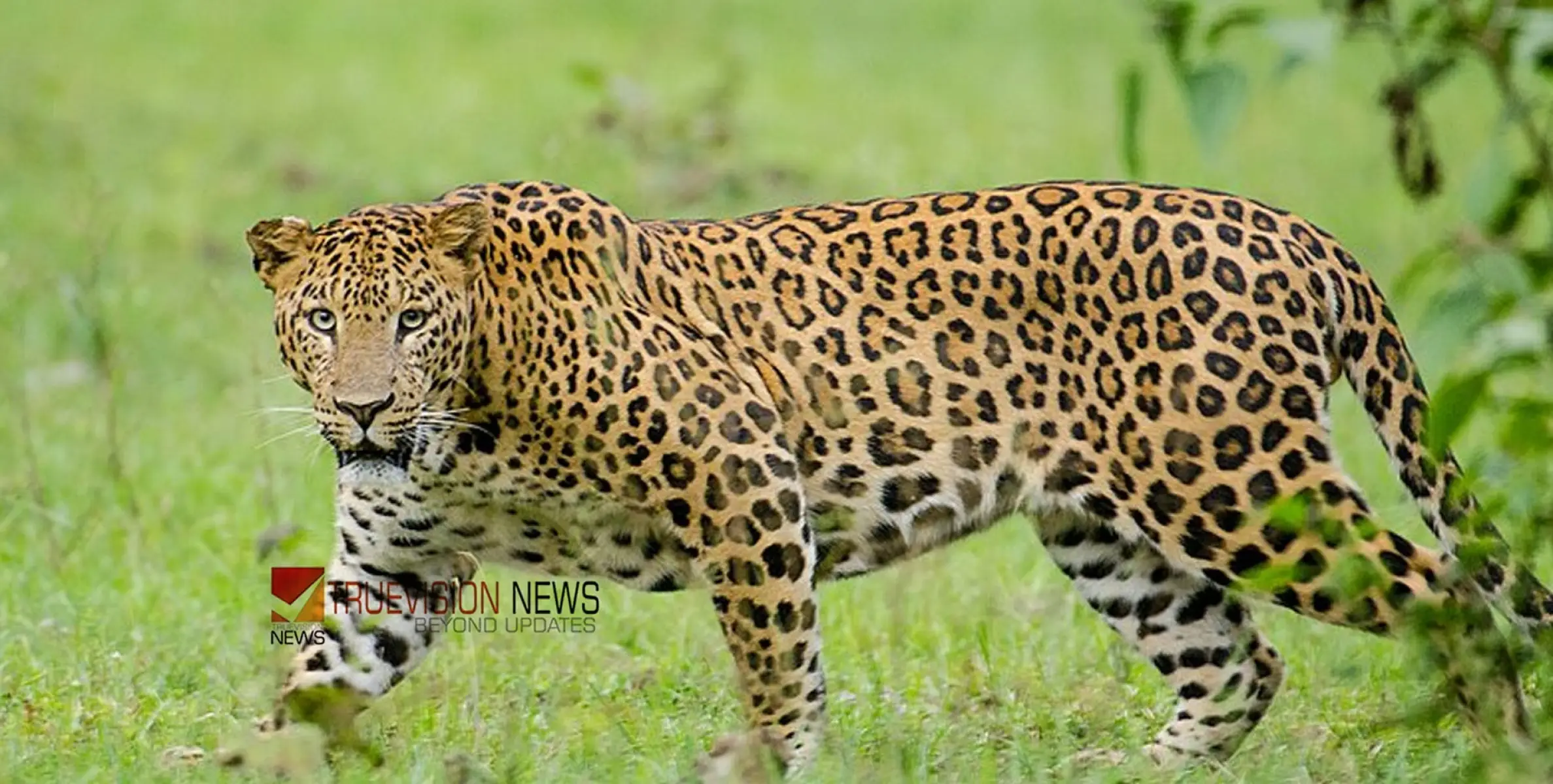 #leopard | വയനാട് പുലിപ്പേടിയിൽ; വീണ്ടും പുലിയെ കണ്ടെന്ന് പ്രദേശവാസി