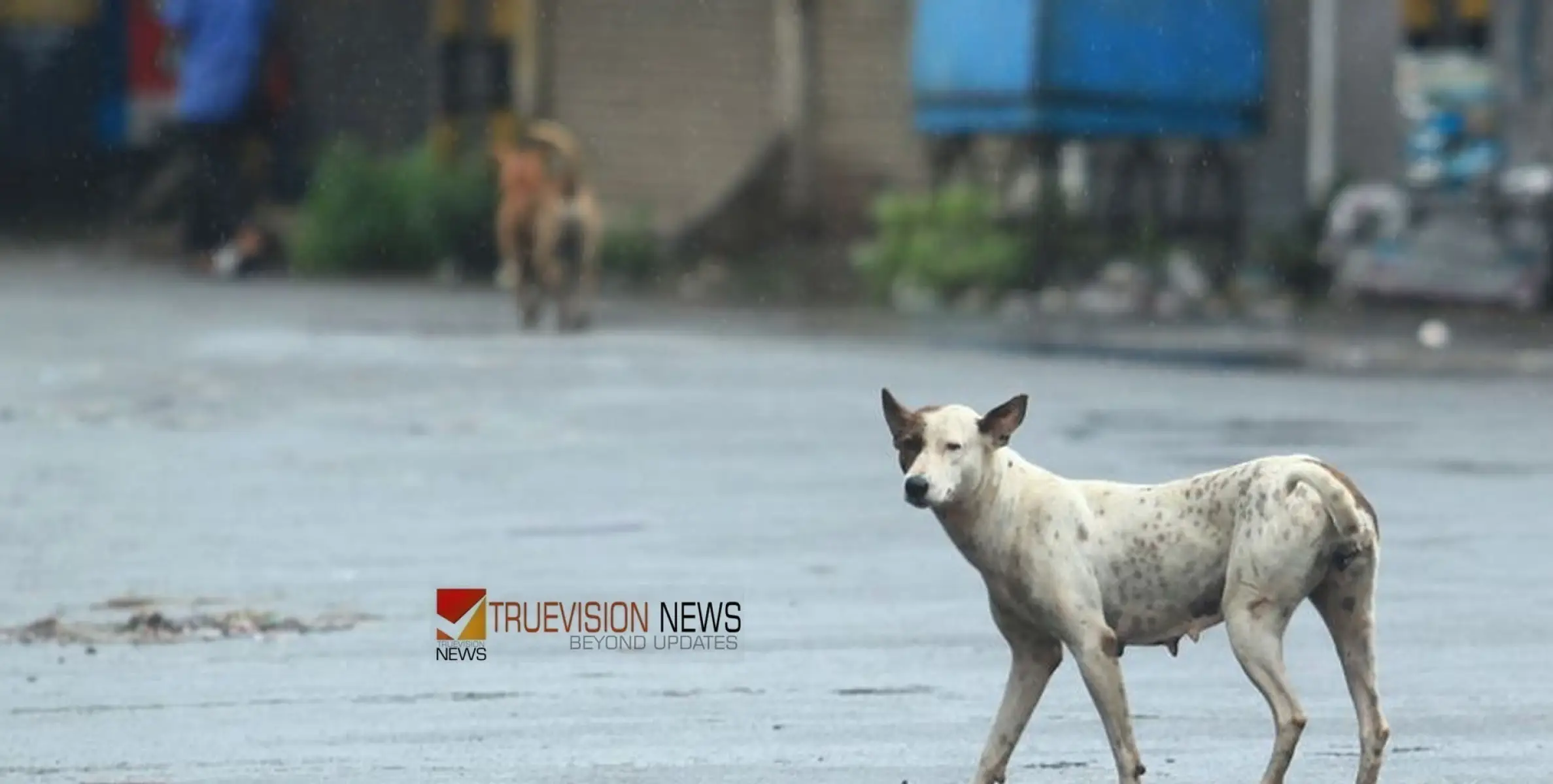 #straydogattack | വീണ്ടും തെരുവുനായ ആക്രമണം; തൊഴുത്തിൽ കെട്ടിയ പശുക്കിടാവിനെ കടിച്ച് കീറി, നാട്ടുകാർ ഭീതിയിൽ 