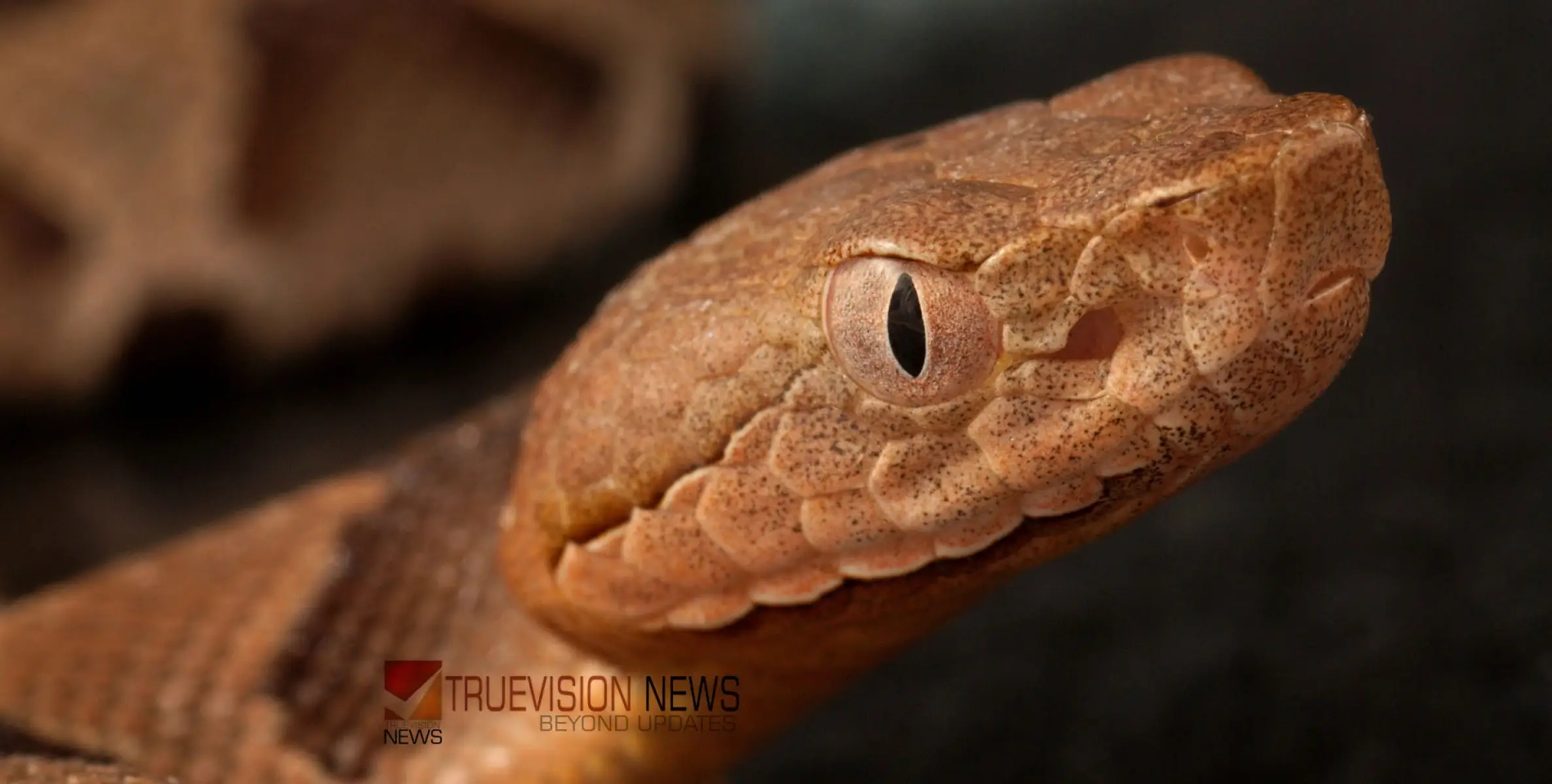 #snake | വീടിനകത്ത് ഉറങ്ങിയ അധ്യാപകനും മകളും അവശ നിലയിൽ; വില്ലനായത് മുറിയുടെ മൂലയിലൊളിച്ച പാമ്പ് 