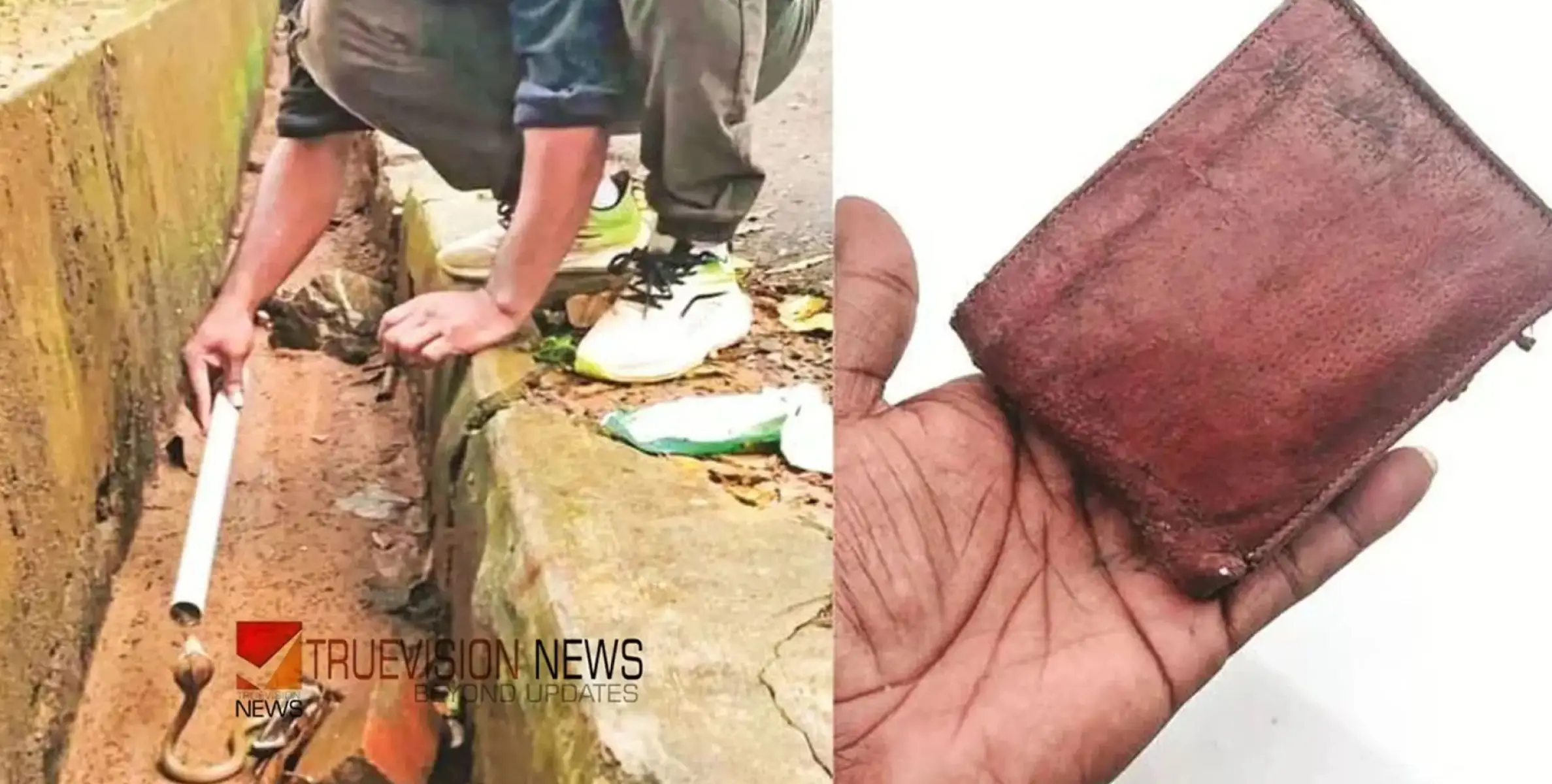 #snake | പൊത്തില്‍ തിരഞ്ഞത് പാമ്പിനെ, പക്ഷെ കൂടെ കിട്ടിയത് സ്വര്‍ണം അടങ്ങിയ പഴ്‌സ്