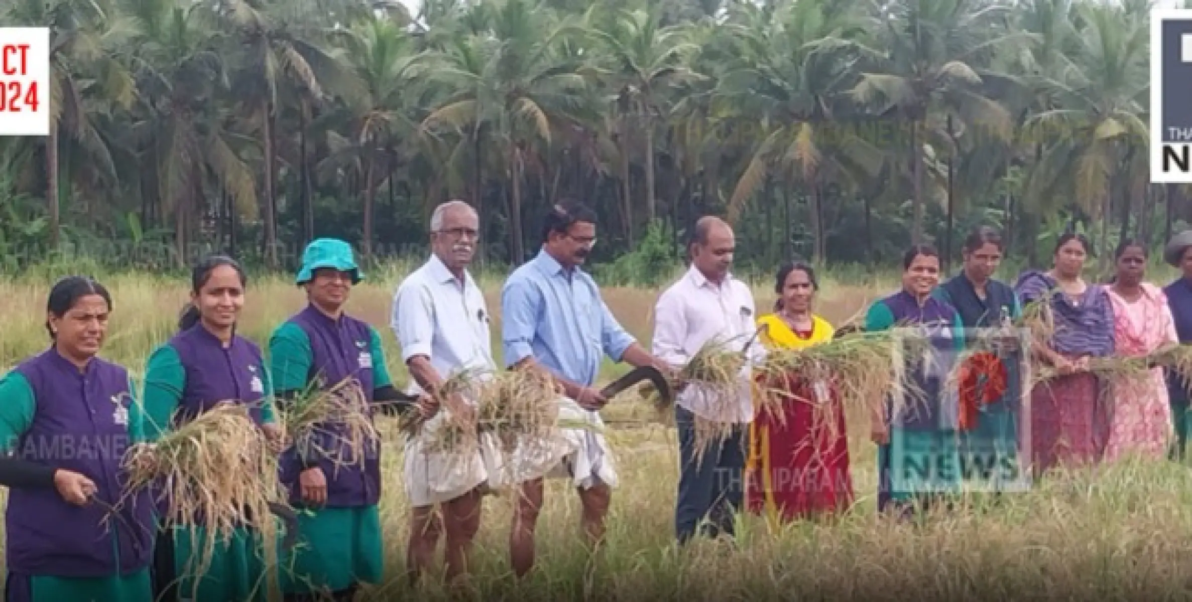 ആന്തൂർ നഗരസഭ ഹരിത കർമ്മസേന നെൽകൃഷി വിളവെടുത്തു