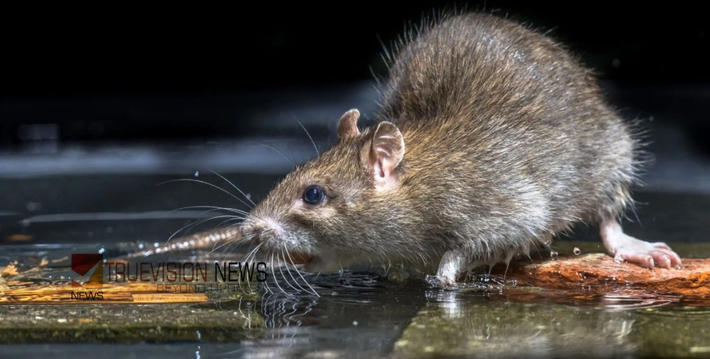 #ratfever | ഭീതി പടര്‍ത്തി എലിപ്പനി വ്യാപനം; ഈ മാസം മരിച്ചത് 9 പേർ, 20 ദിവസത്തിനിടെ 218 രോഗികൾ