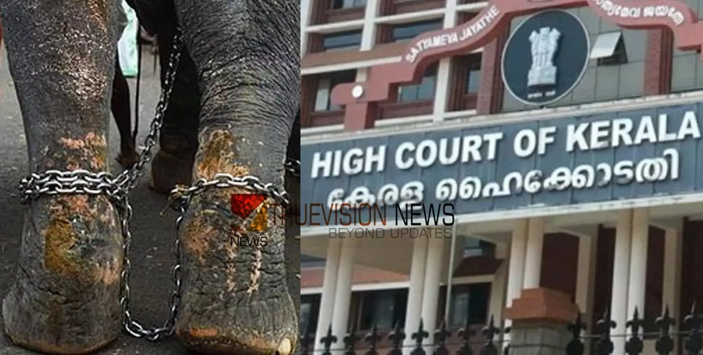 #HighCourt  | ആനകൾ നേരിടുന്നത് അങ്ങേയറ്റം ക്രൂരത; ആന എഴുന്നള്ളിപ്പില്‍ അതിരൂക്ഷ വിമര്‍ശനവുമായി ഹൈക്കോടതി