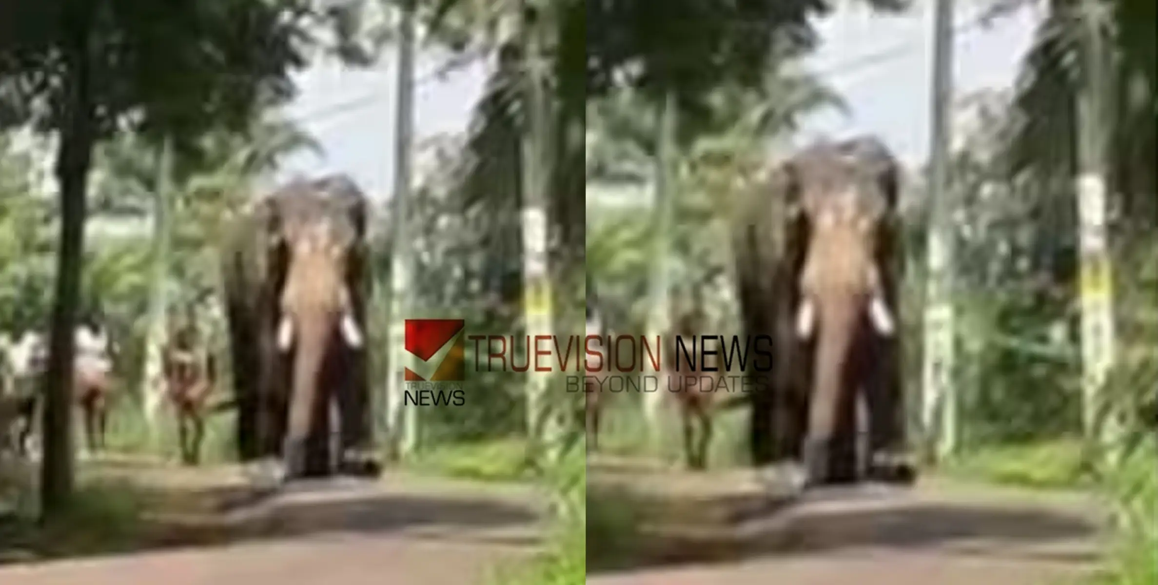 #elephant |  പള്ളിപ്പെരുന്നാളിനെത്തിച്ച ആന ഇടഞ്ഞോടി, തളയ്ക്കാൻ  ശ്രമം