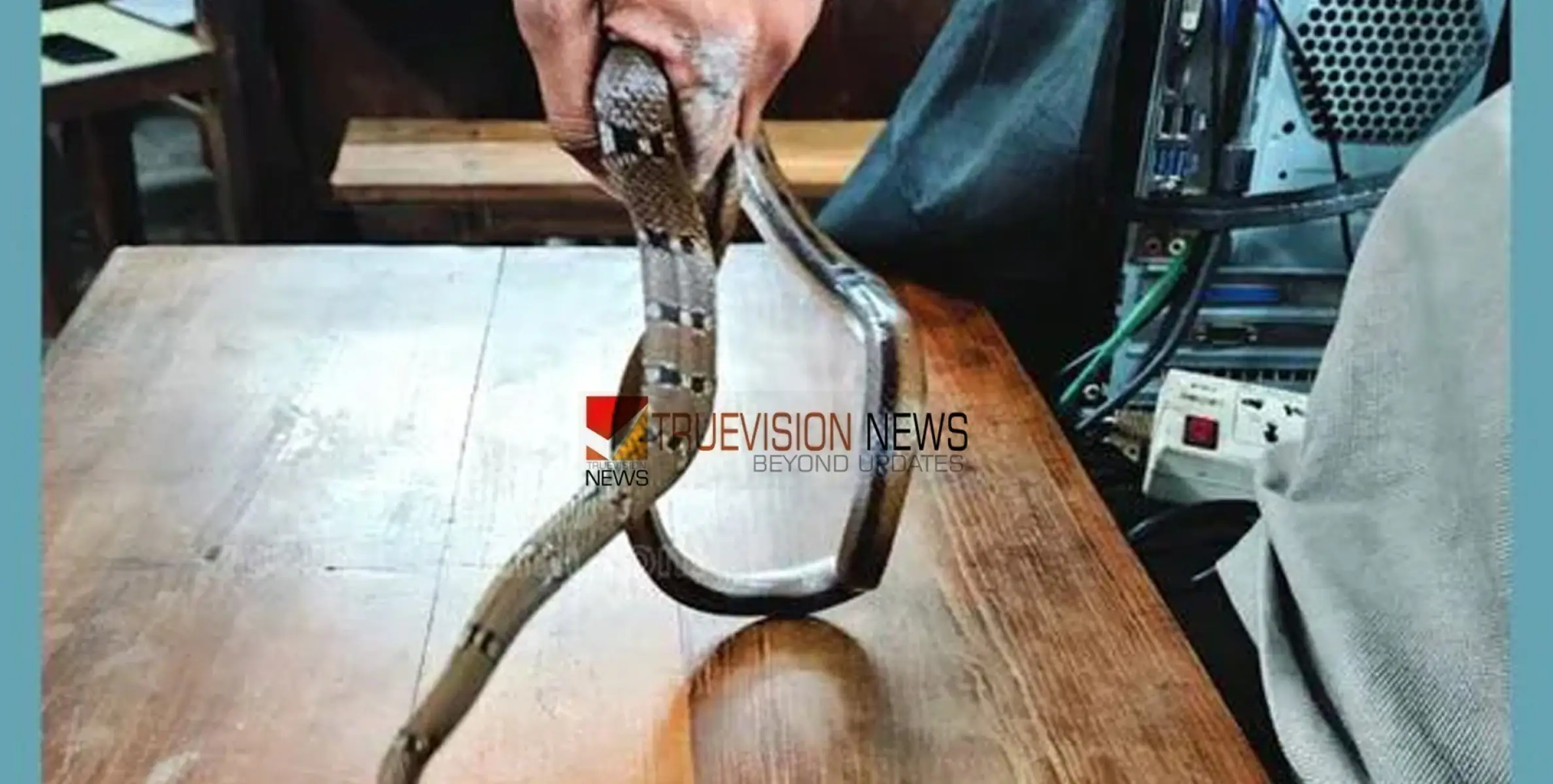 snake  |  ജില്ലാ വിദ്യാഭ്യാസ ഓഫീസിനുള്ളിൽ ജീവനക്കാരന് പാമ്പുകടിയേറ്റു