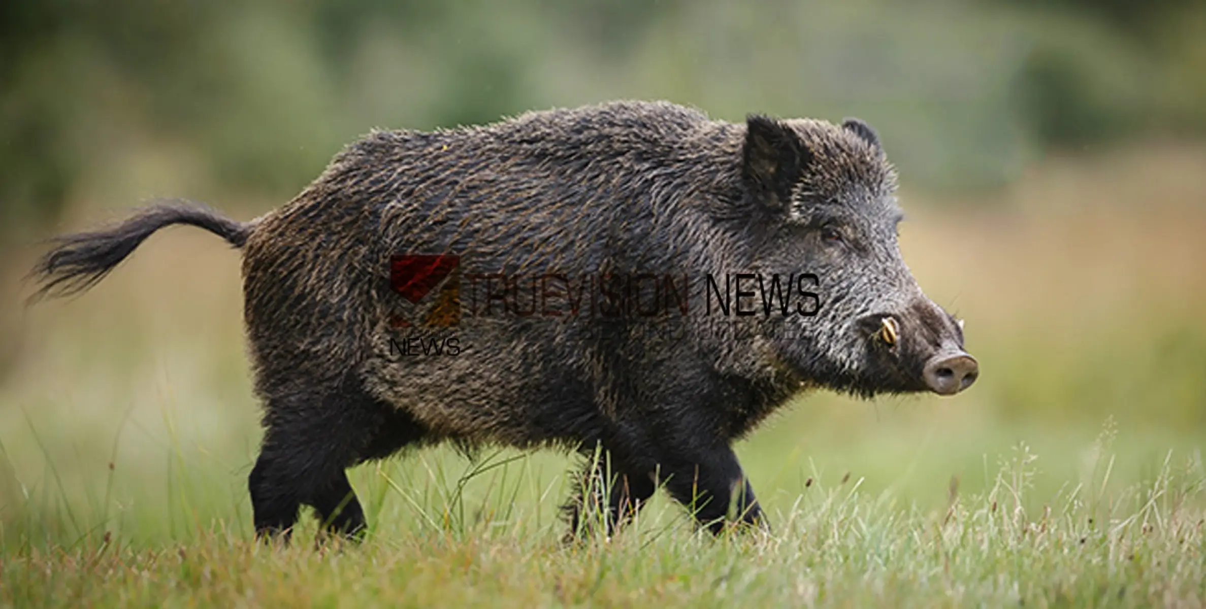 #wildboar | കാട്ടുപന്നി കുറുകെ ചാടി അപകടം, ബൈക്ക് യാത്രികനായ വൈദികന് പരിക്ക് 