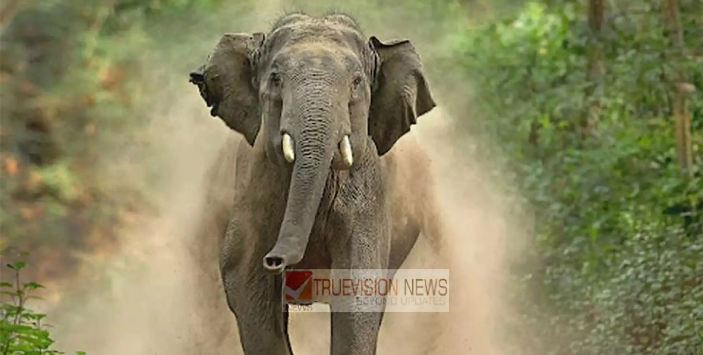 കാട്ടാനയുടെ മുന്നിലകപ്പെട്ട ഫോറസ്റ്റ് ഉദ്യോഗസ്ഥർ പുഴയിൽ ചാടി, ഒരാളെ കാണാതായി