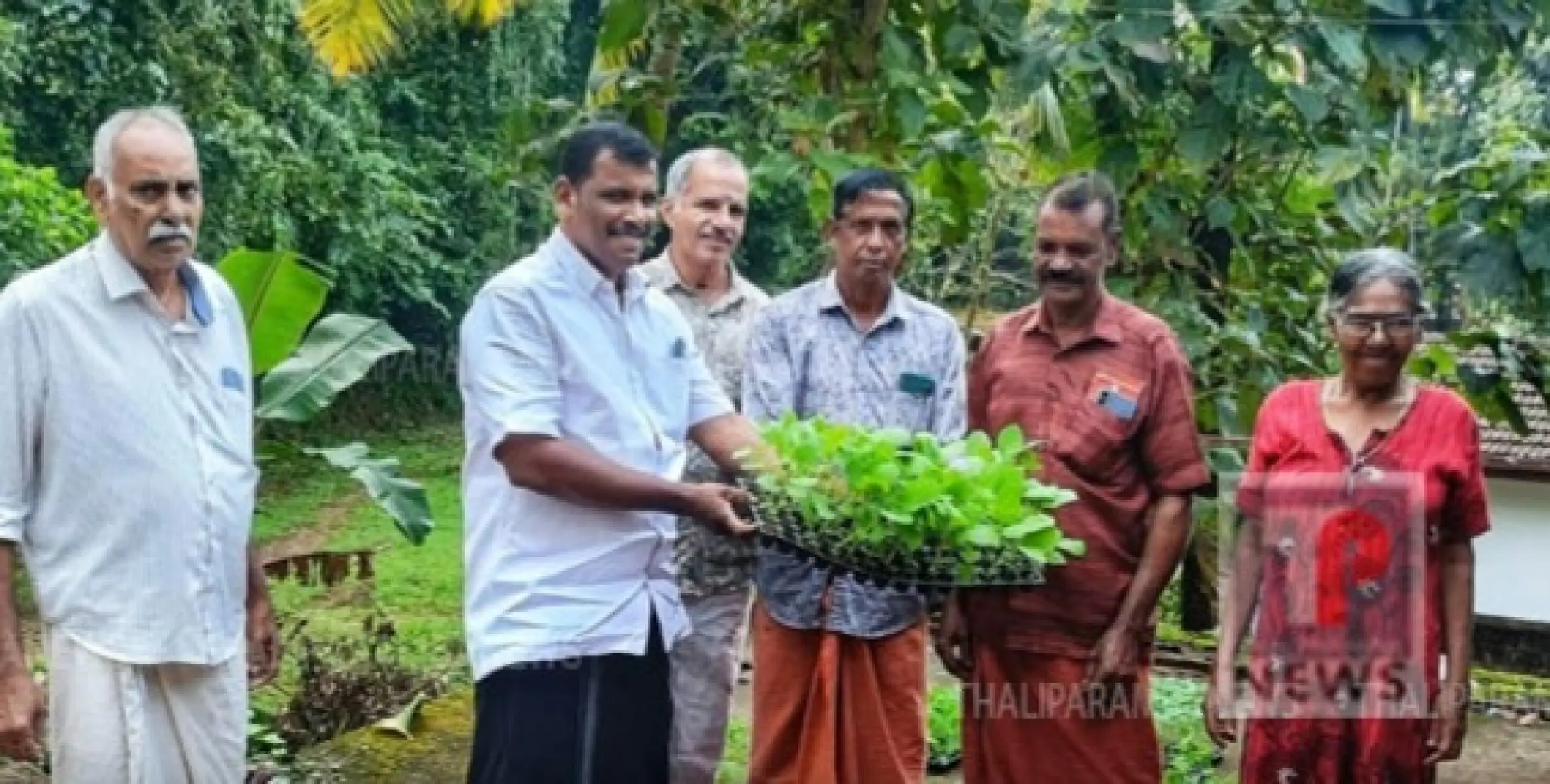 പരിയാരം ഗ്രാമപഞ്ചായത്ത് ഇരിങ്ങൽ വാർഡിൽ പച്ചക്കറി തൈ വിതരണം ചെയ്തു