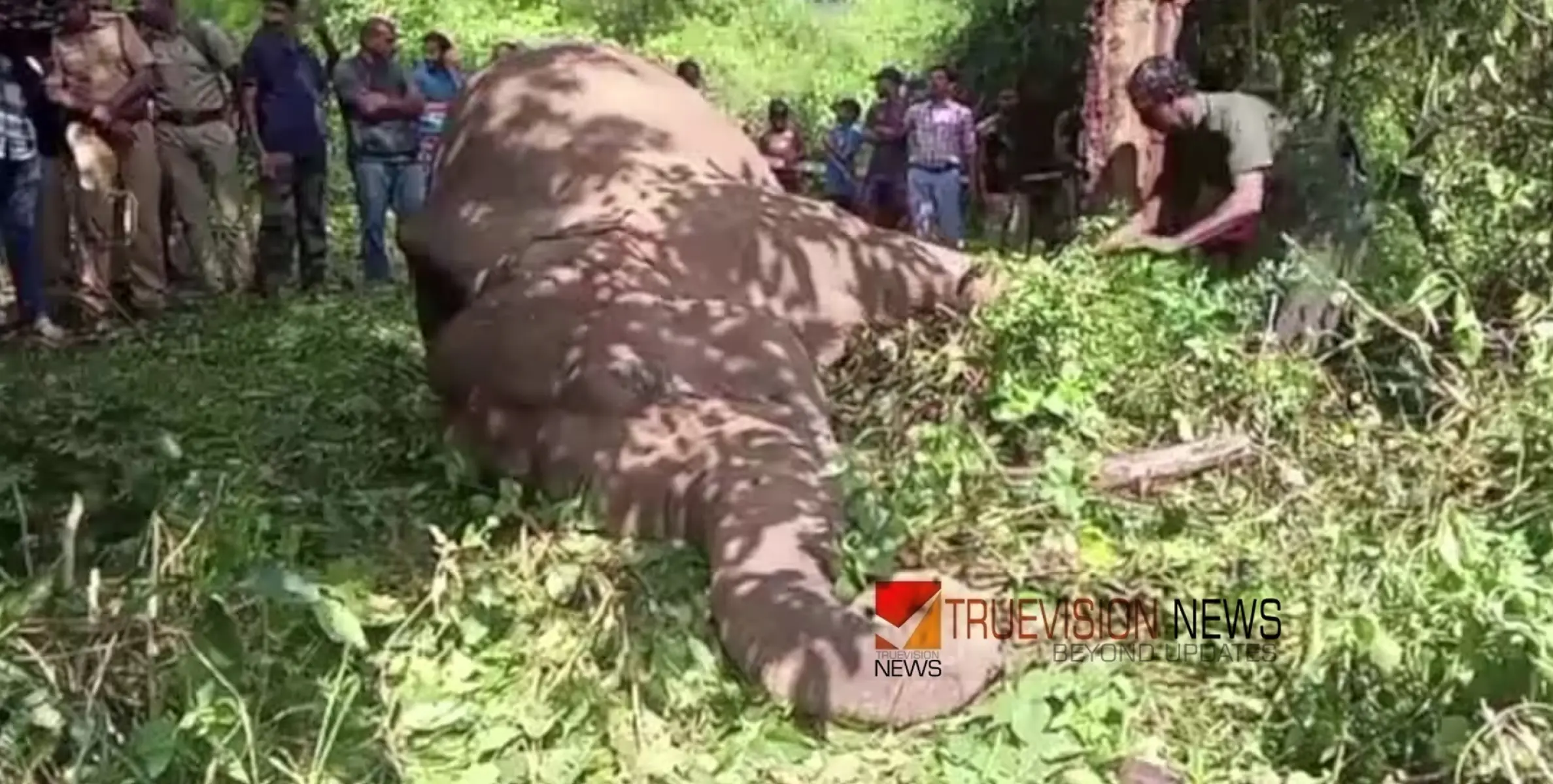 #ELEPHANT | വയനാട്ടിൽ വൈദ്യുതാഘാതമേറ്റ് കാട്ടാന ചരിഞ്ഞു