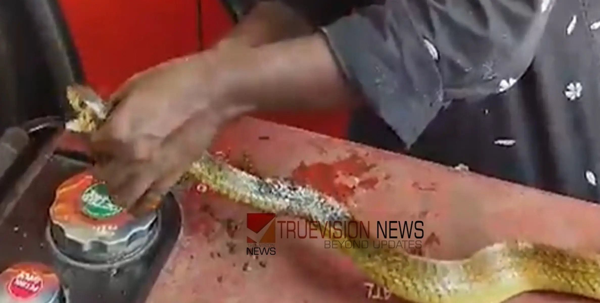 #snake | മൂന്നാഴ്ചയോളം സ്റ്റീല്‍ പൈപ്പ് കഷണത്തില്‍ കുടുങ്ങിക്കിടന്ന പാമ്പിന് ഒടുവിൽ രക്ഷ