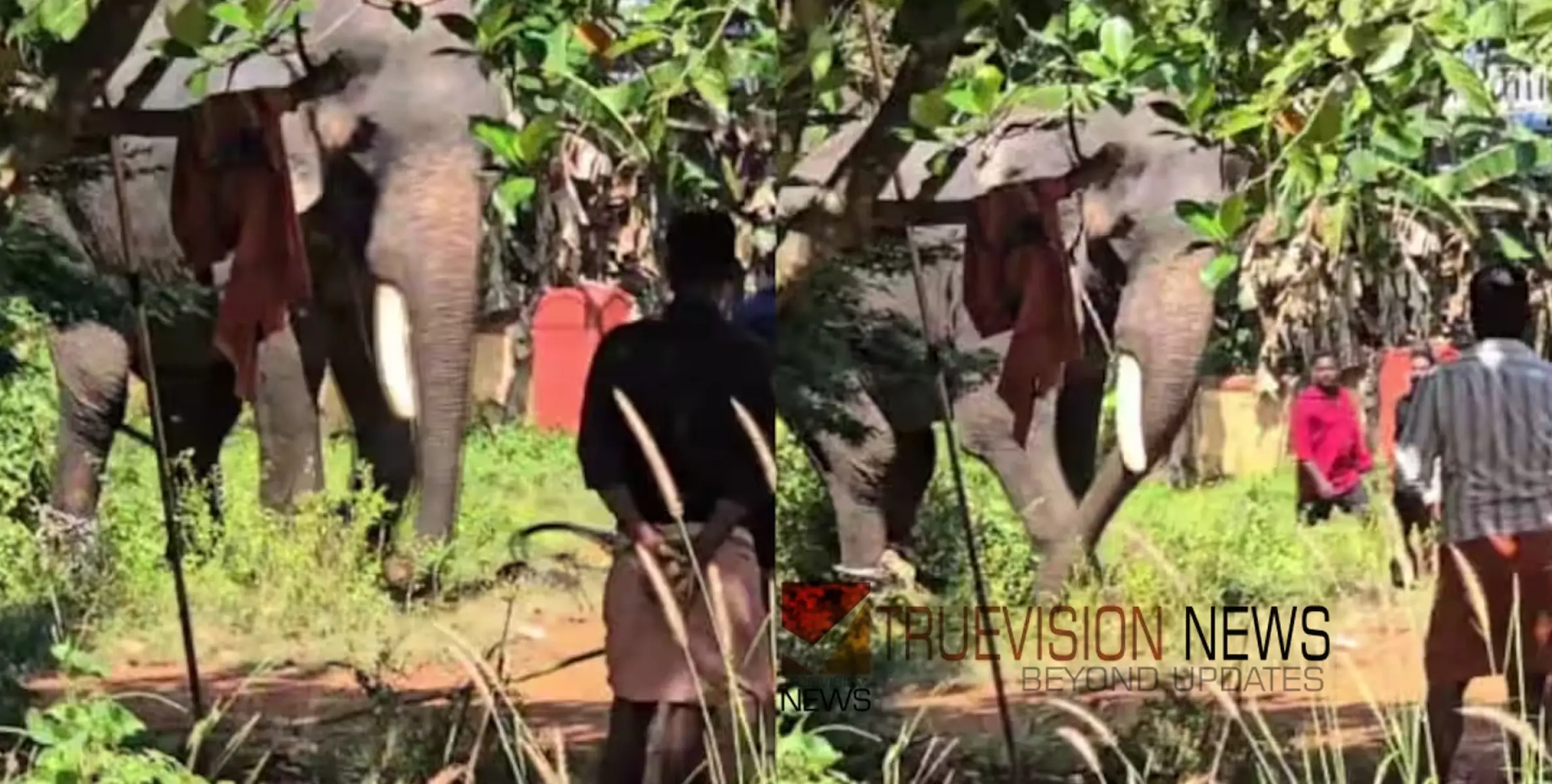 #elephant | കാട്ടകാമ്പാൽ ക്ഷേത്രത്തിന് സമീപം ആനയിടഞ്ഞു