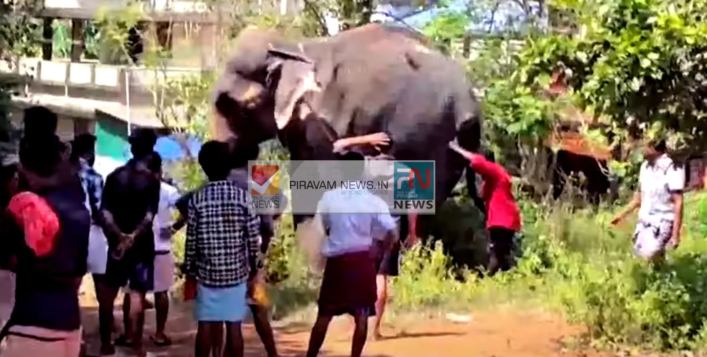 ജനങ്ങളെ പരിഭ്രാന്തിയിലാക്കി ഇടഞ്ഞ കൊമ്ബന്റെ വിളയാട്ടം.