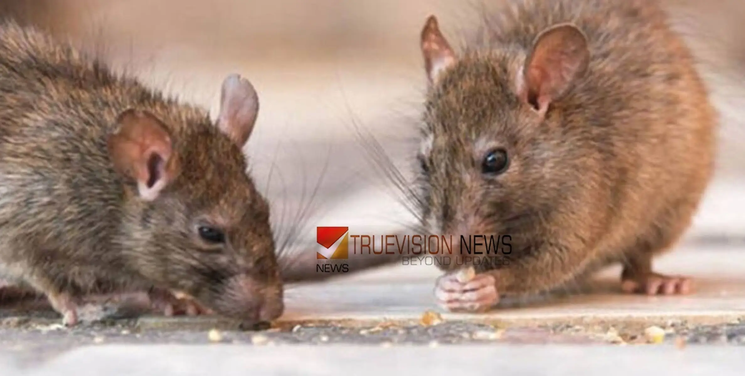 #ratfever | സംസ്ഥാനത്ത് എലിപ്പനി ബാധിച്ച് യുവാവ് മരിച്ചു , രണ്ടുപേർ ചികിത്സയിൽ 