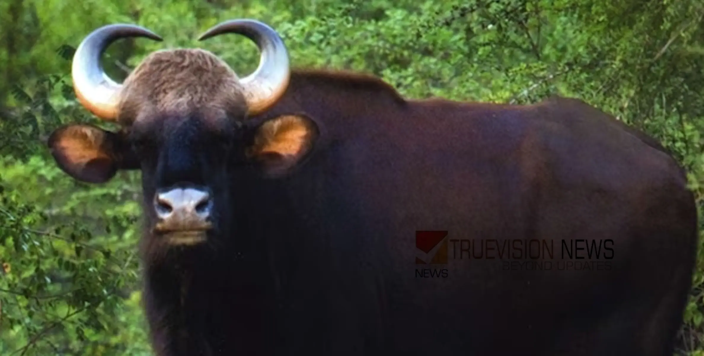 #wildbuffaloattack | കാട്ടുപോത്ത് ആക്രമണത്തിൽ തോട്ടം തൊഴിലാളിക്ക് പരിക്ക്