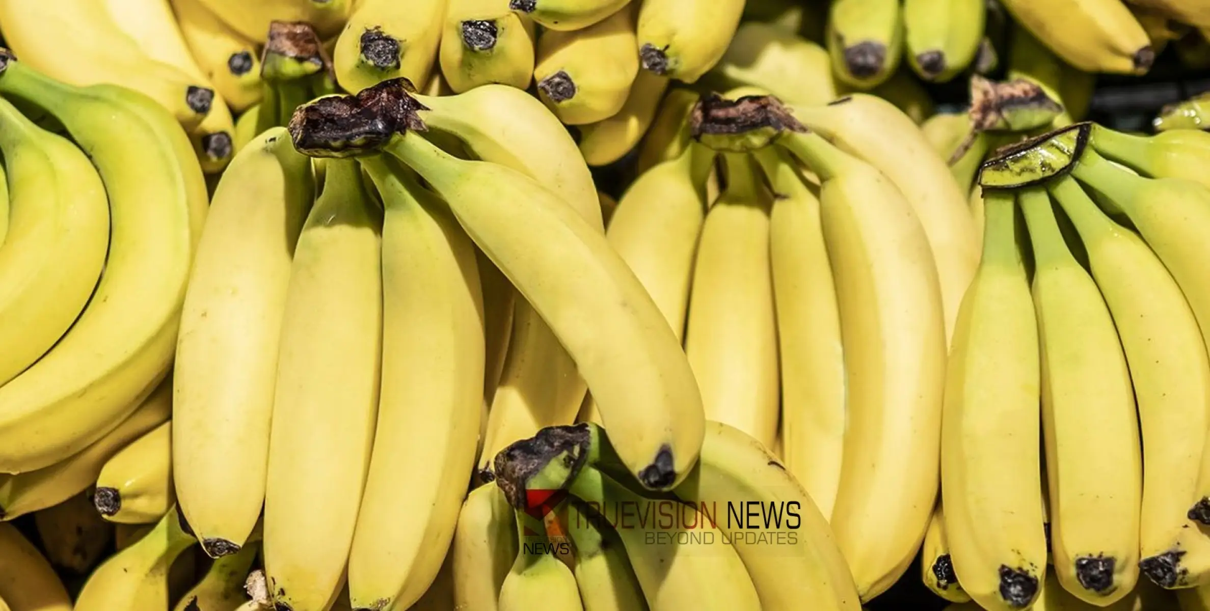 #banana | സ്വീഡനിലെ തൊഴിൽ മന്ത്രിക്ക് ബനാനഫോബിയ; ഓഫിസ് സ്റ്റാഫുകൾ വീടുകളിൽ വാഴപ്പഴം സൂക്ഷിക്കരുതെന്ന് നിർദേശം