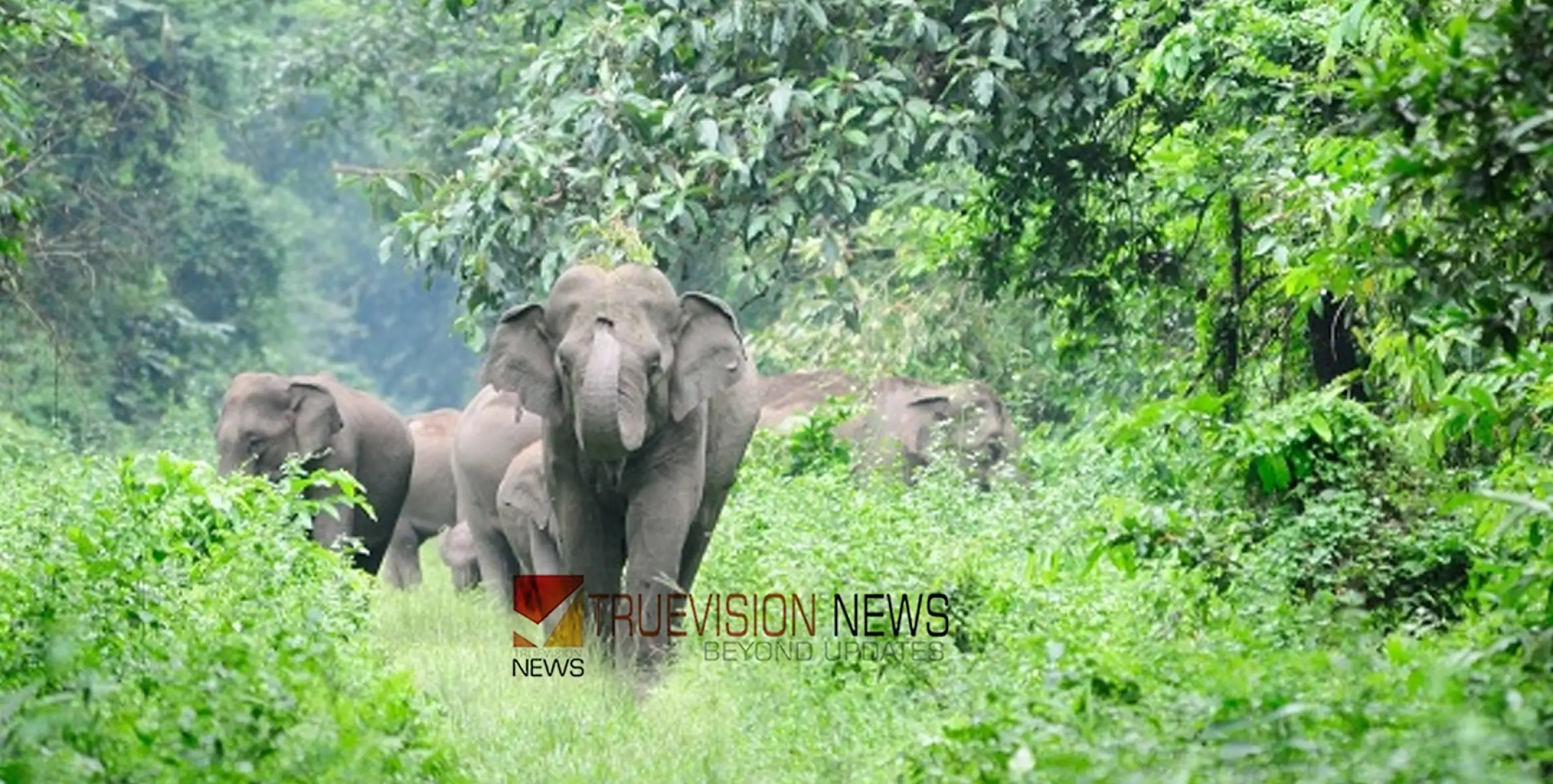 #firecrackers | കാട്ടാനയെ തുരത്തുന്നതിനിടെ അപകടം: പടക്കം പൊട്ടിത്തറിച്ച് ഫോറസ്റ്റ് വാച്ചറുടെ കൈക്ക് ഗുരുതര പരിക്ക് 