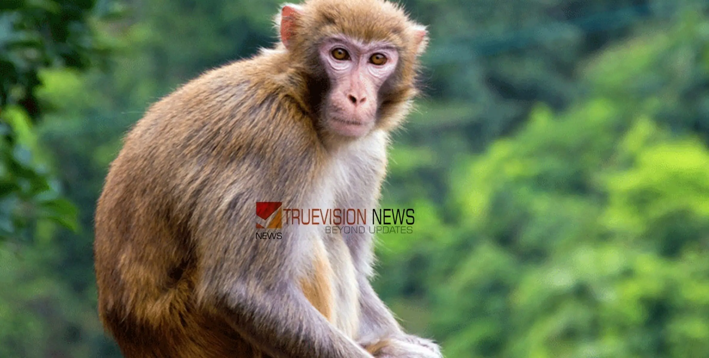 #Monkey |  വീടിനുള്ളിൽ കയറിയ കുരങ്ങ് അക്രമാസക്തനായി; രക്ഷപ്പെടുന്നതിനിടെ വീട്ടമ്മയ്ക്ക് പരിക്ക്