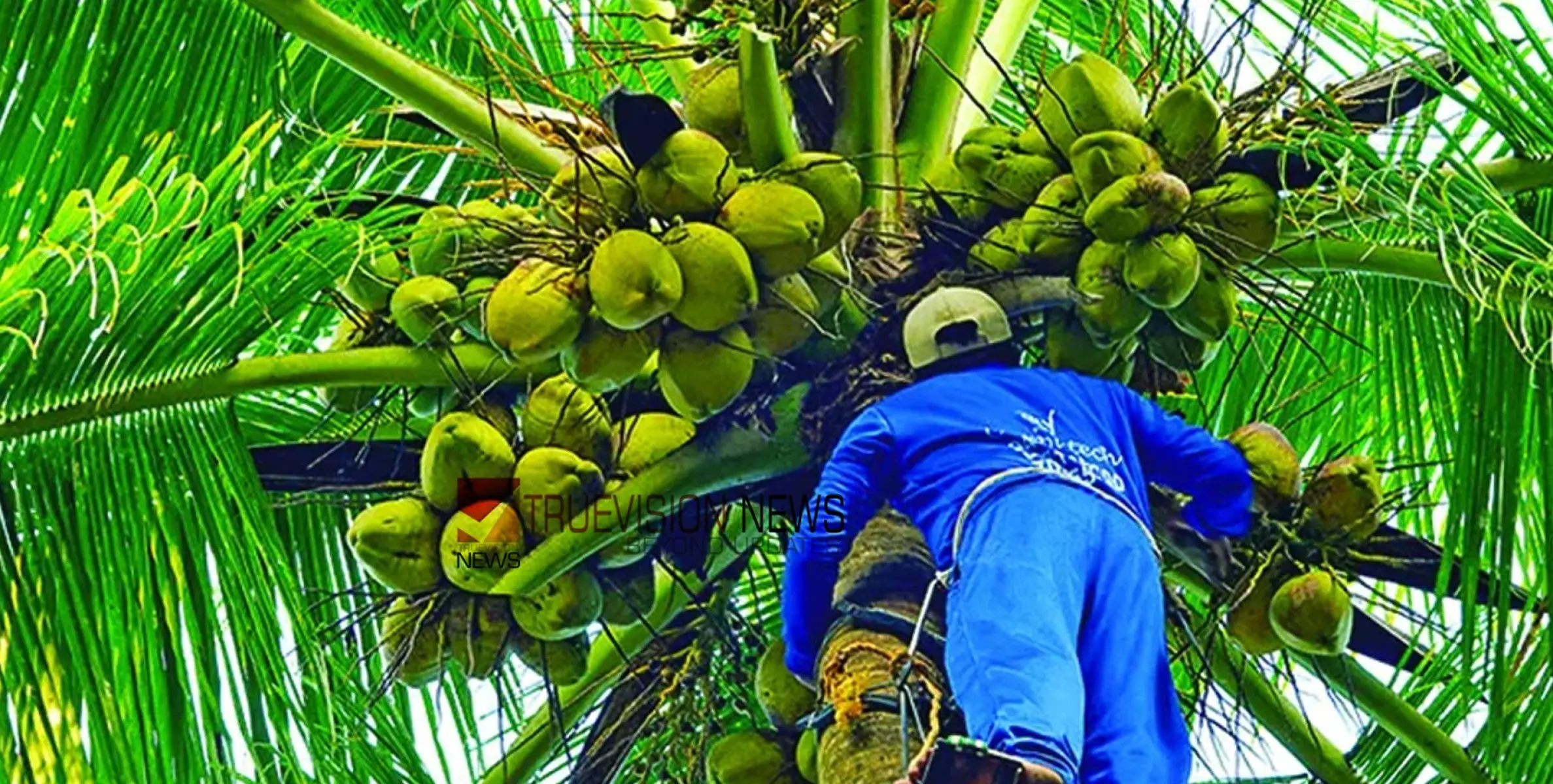 #coconut | 'തെങ്ങിന്റെ ചങ്ങാതിമാർ', തേങ്ങയിടാൻ ആളെ കിട്ടുന്നില്ലെങ്കിൽ ഇനി ഈ നമ്പറിലേക്ക് വിളിക്കാം