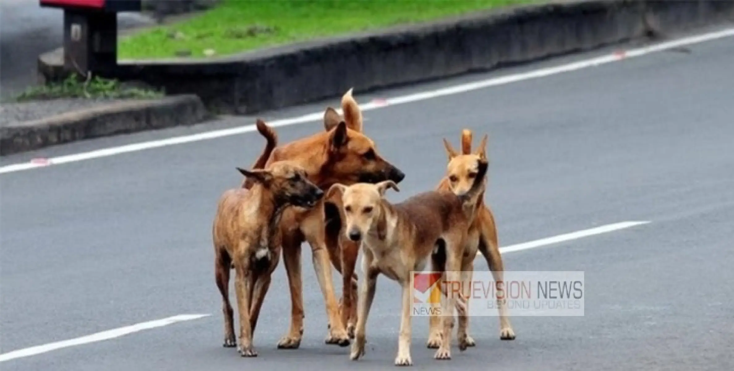 കണ്ണൂരിൽ വീണ്ടും തെരുവ് നായ ആക്രമണം ; കുട്ടികൾ ഉൾപ്പെടെ 7 പേർക്ക് കടിയേറ്റു 