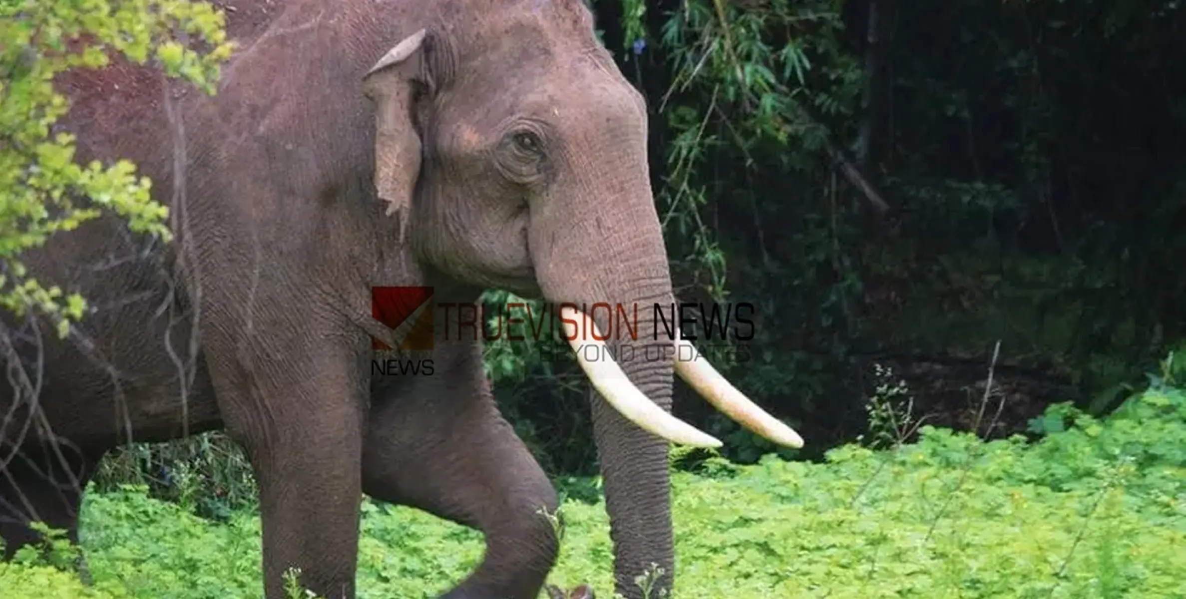 #elephantattack |  കാട്ടാനയുടെ ആക്രമണം; സ്ത്രീയെ ചവിട്ടിക്കൊന്നു