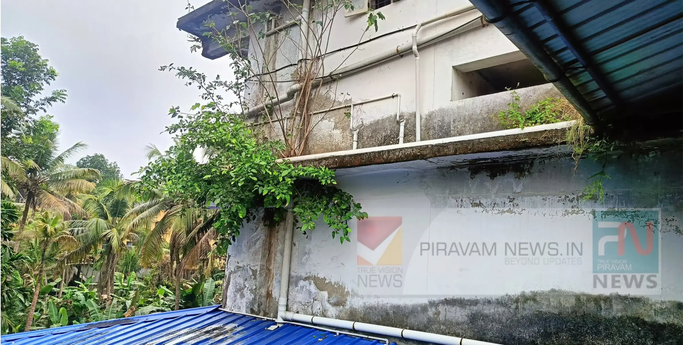 #PiravamMarket | ആലുമുളച്ചാൽ...............!